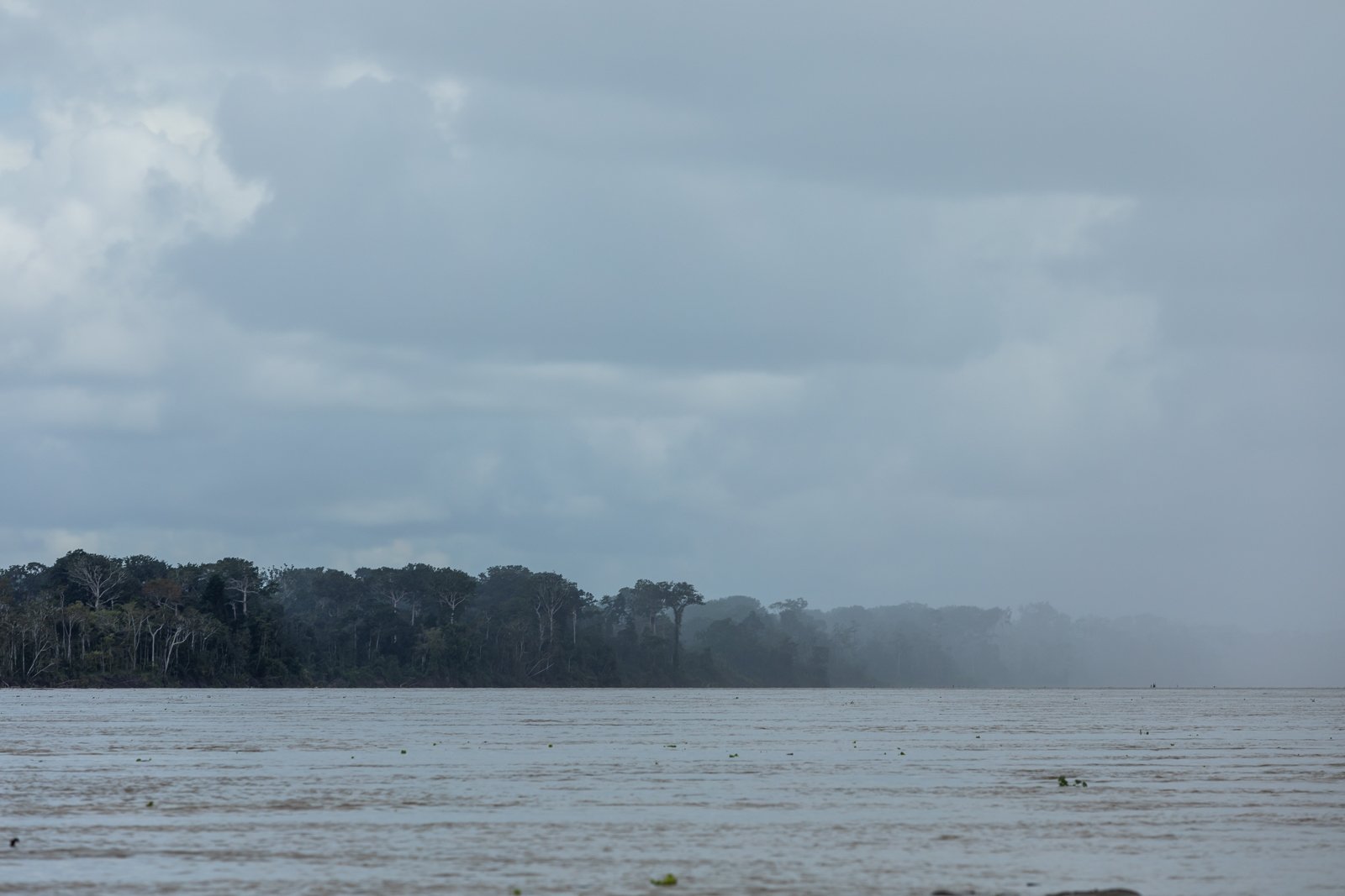 An Amazon rain. The Amazon is aptly named a rainforest...but several new studies as recent as 2017 suggest the amount of rain could be related to transpiration; water vapor emitted from pores under leaves during photosynthesis. Data from NASA's Aura