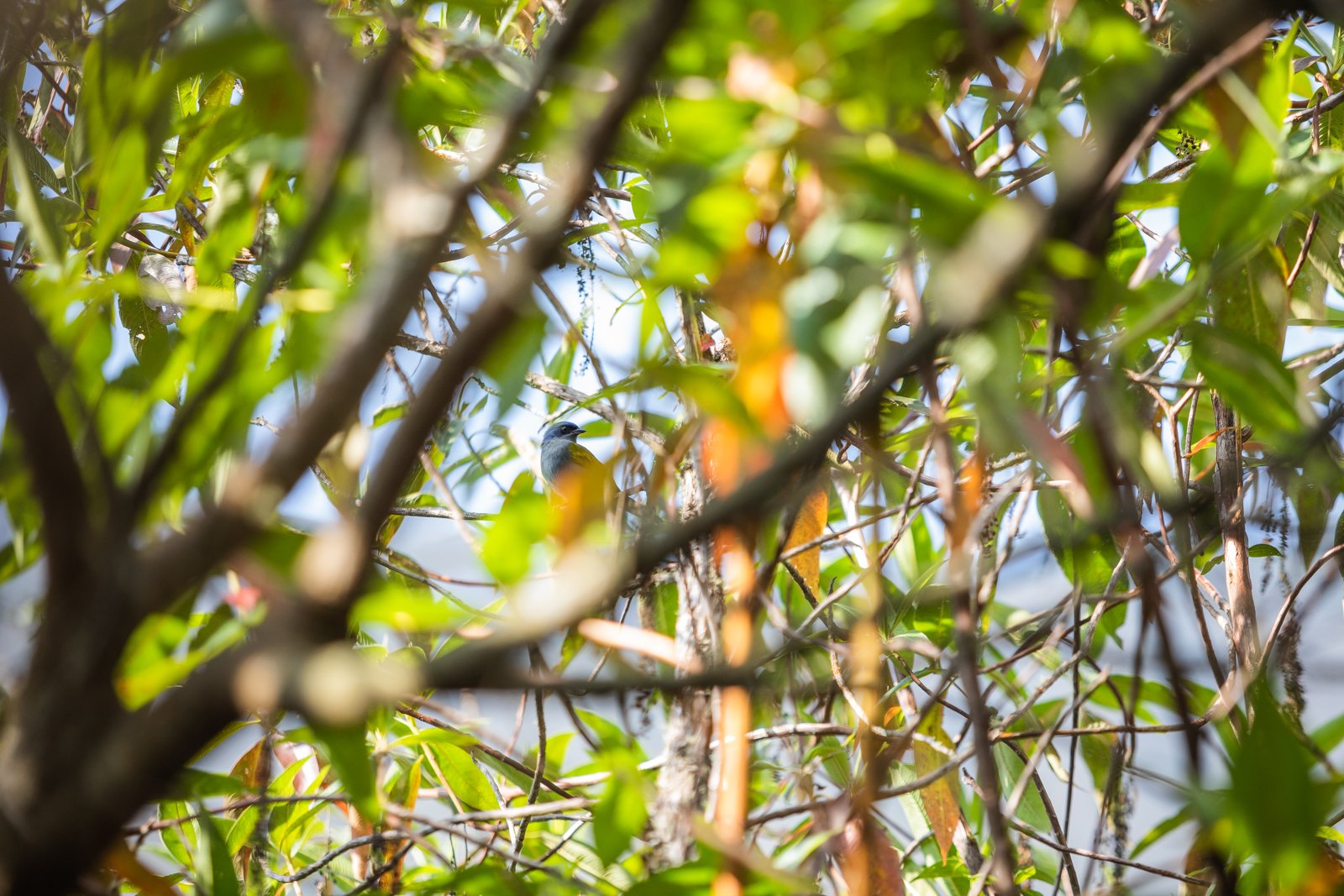 Blue and Yellow Tanager
