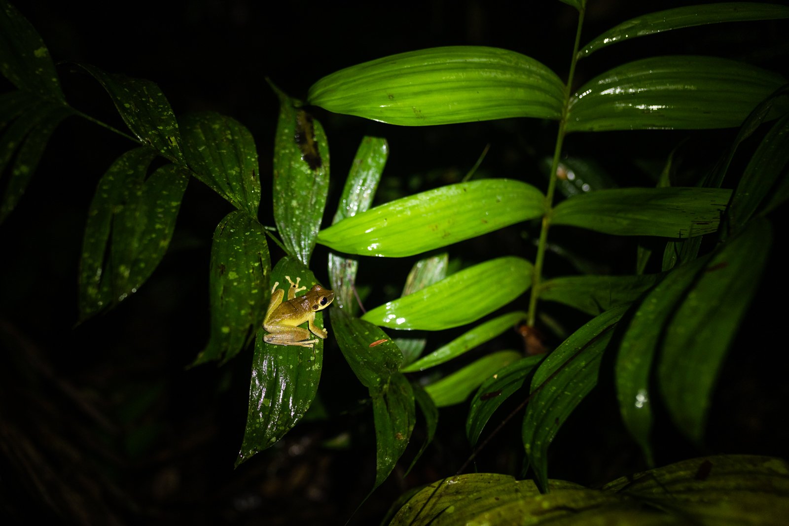 More than 420 species of frog, toads and tree frogs are found throughout the Amazon. Thats about 1/10th of the 4,000 species on the planet. This Scinax, or tree frog soaks up a cool rain during the night.