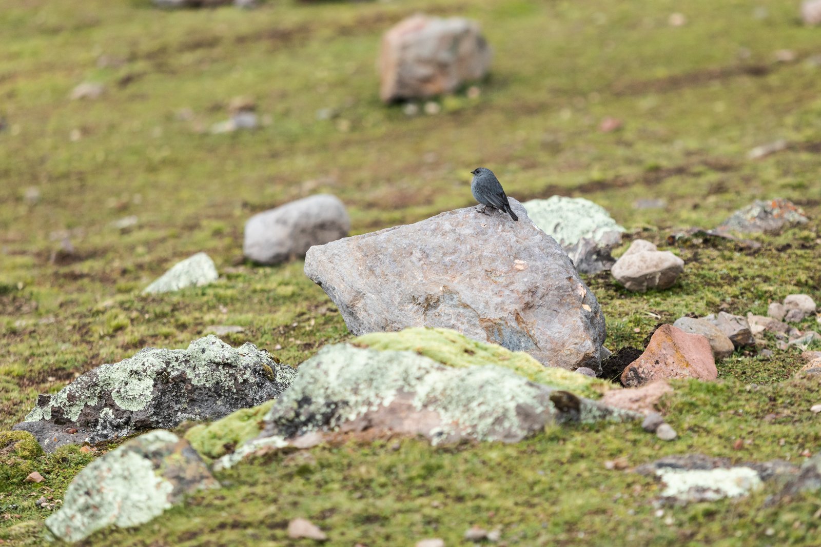 Plumbeous Sierra Finch