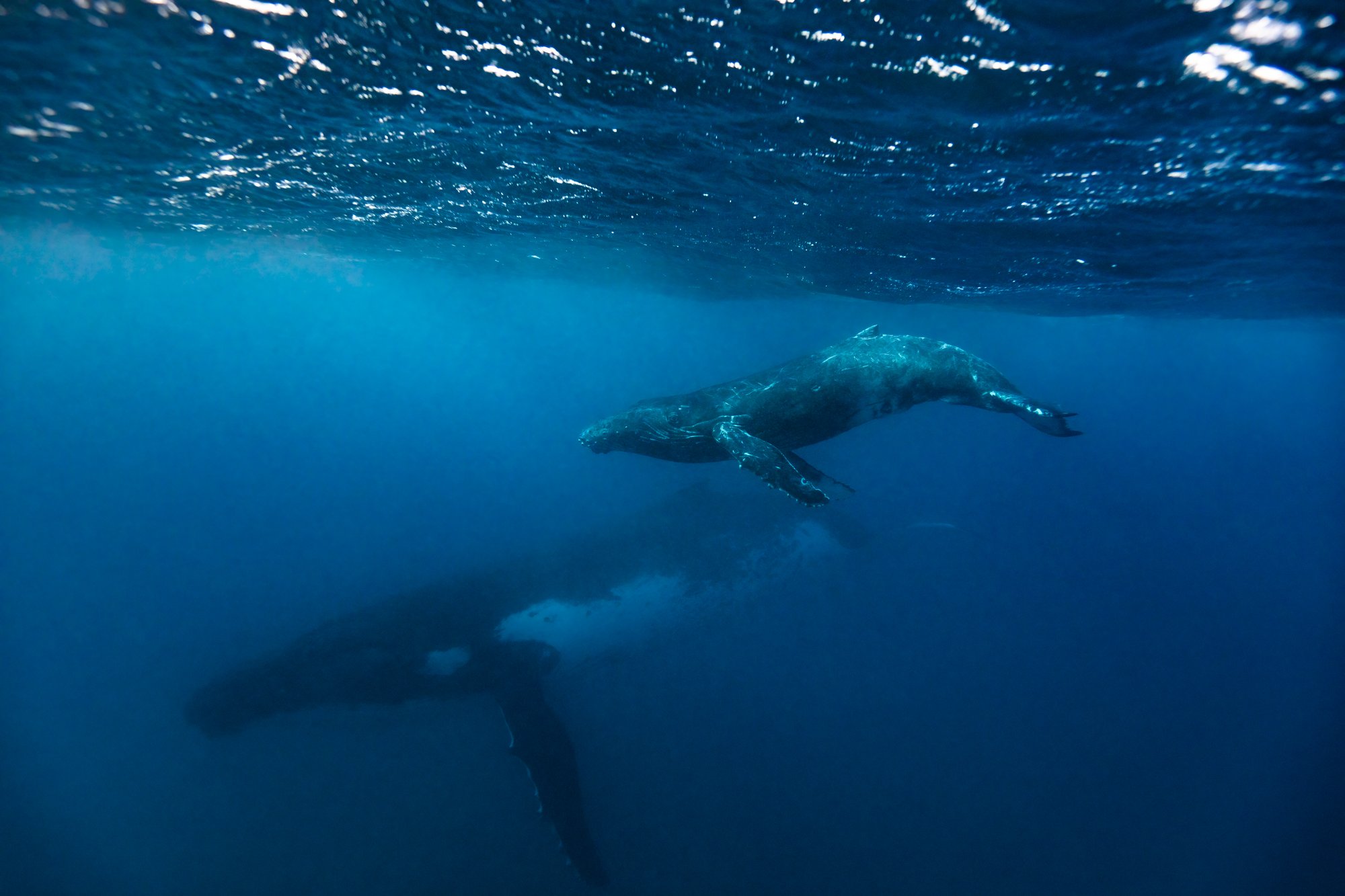 whales project-22.jpg