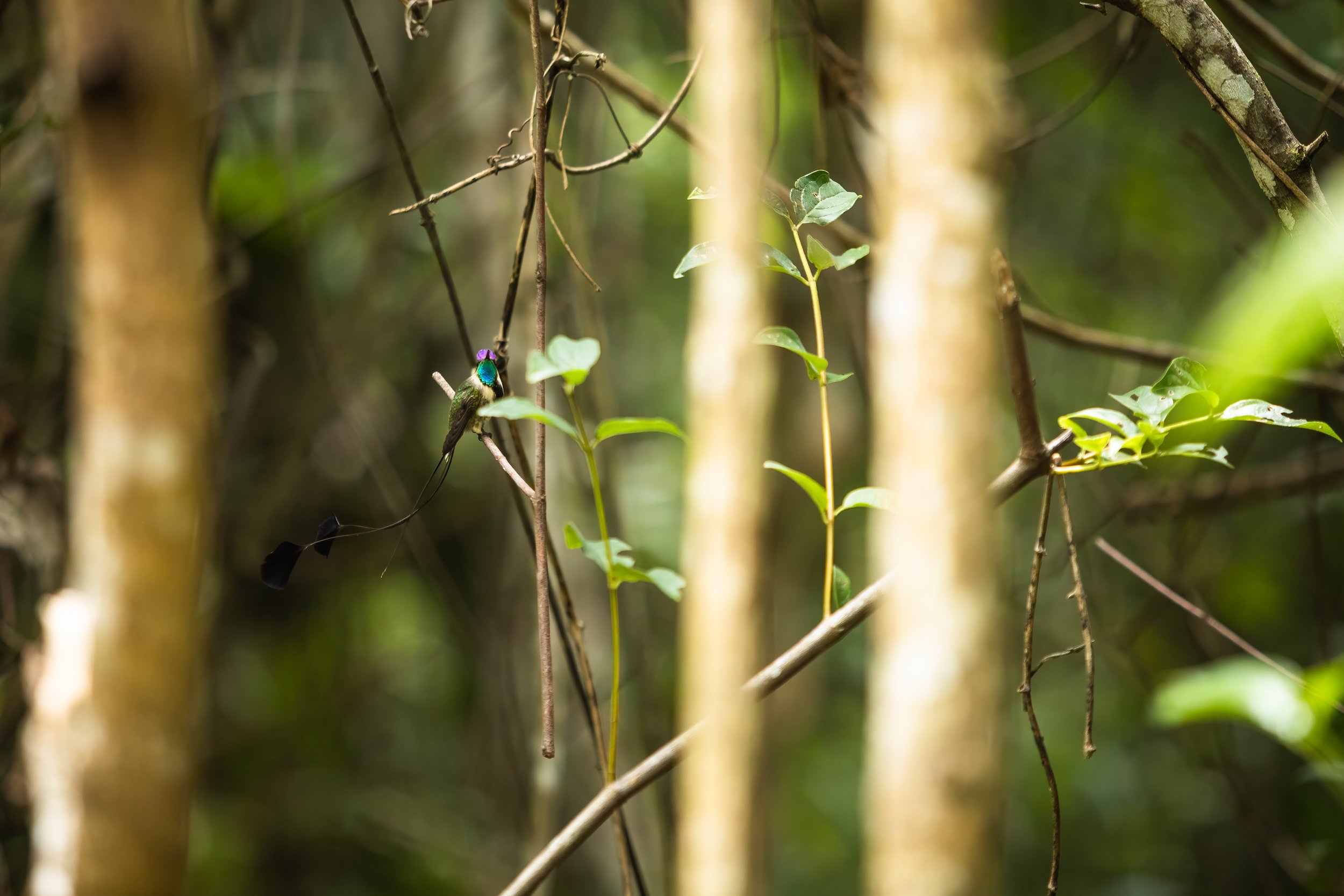 Spatuletail 2000 test-18.jpg