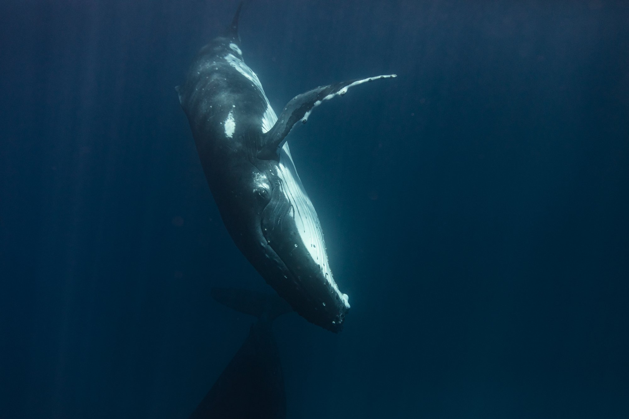 whales project-2.jpg