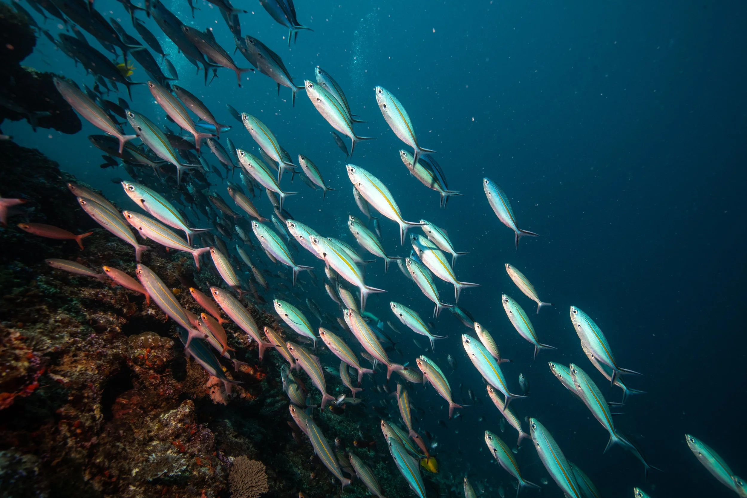 Fiji high-res-292.jpg