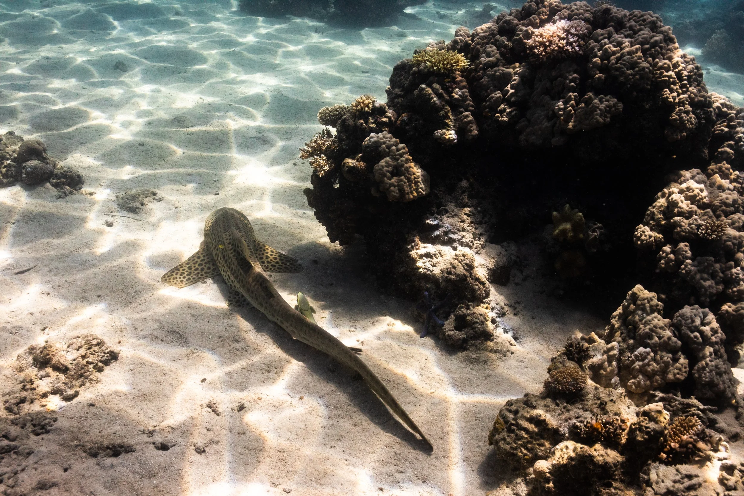 Fiji high-res-508.jpg