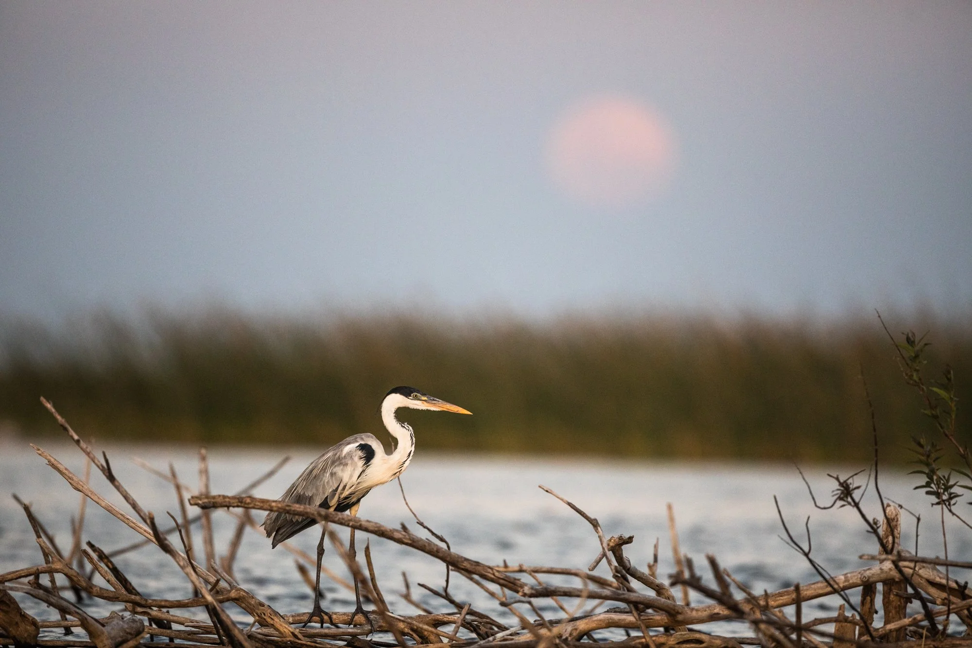 esteros del ibera-6.jpg