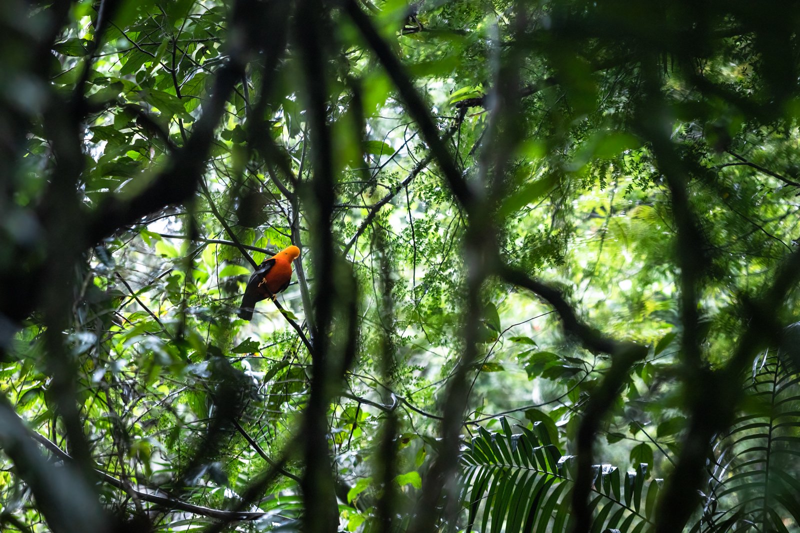 Andean Cock-of-the-Rock
