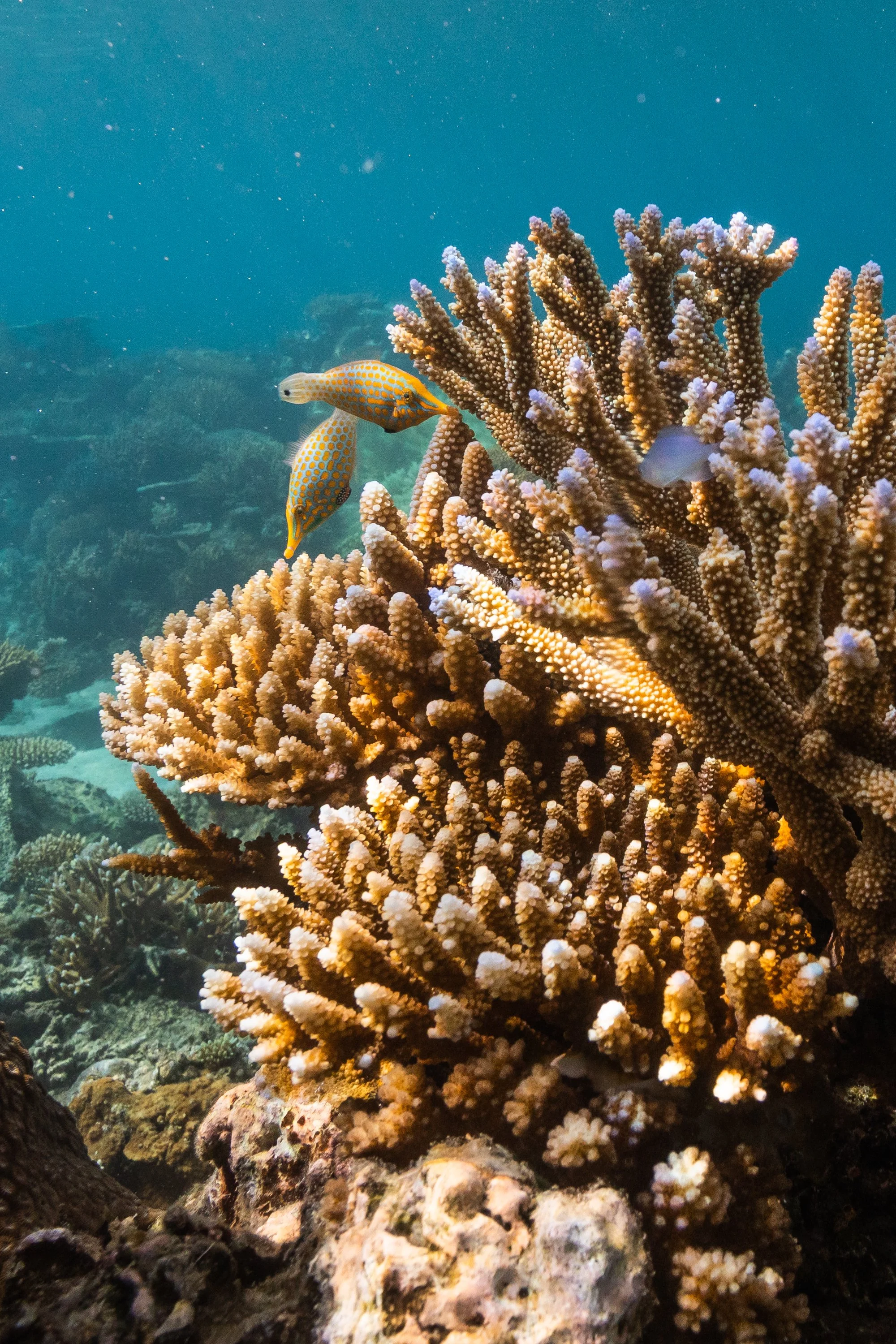 Fiji high-res-136.jpg