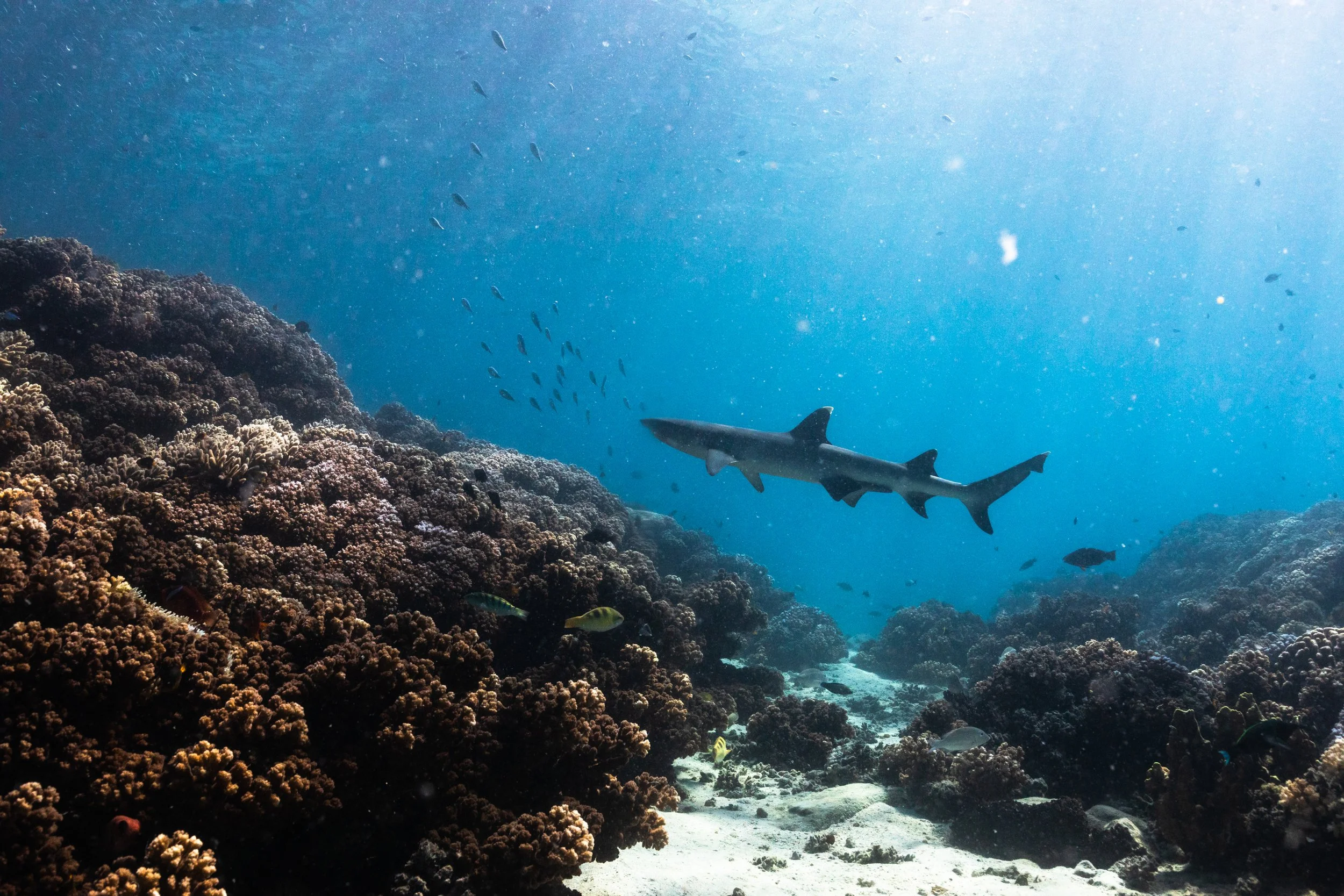 Fiji high-res-564.jpg