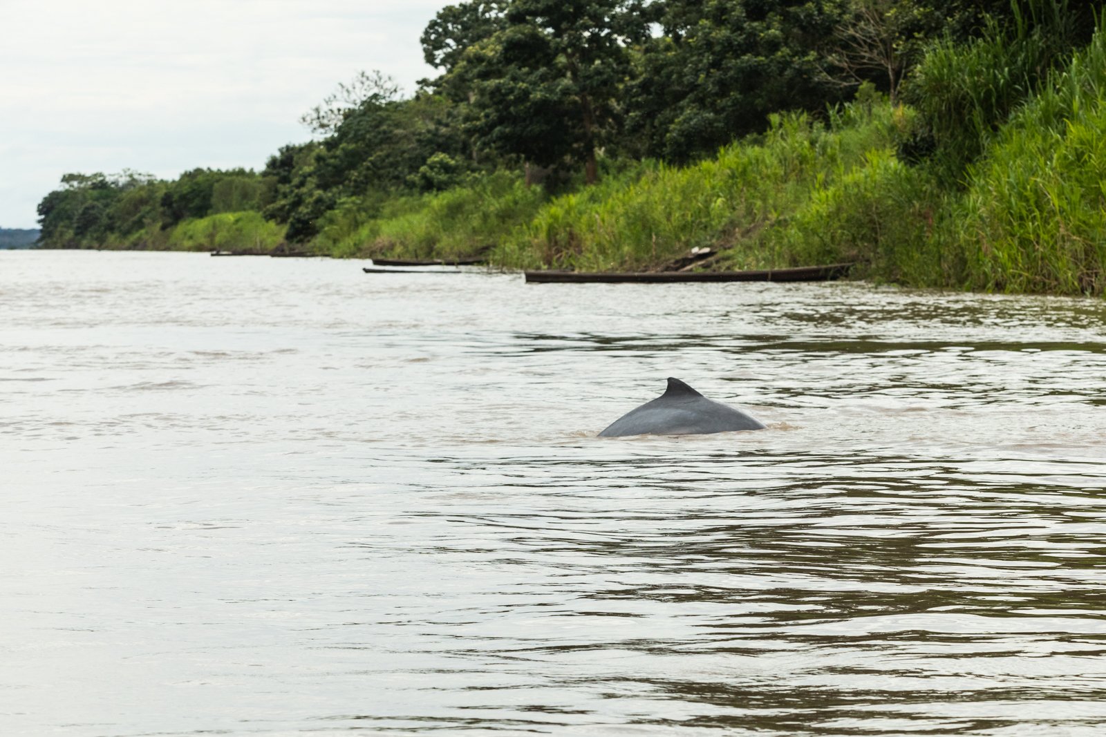Grises, or Tucuxi dolphins are the distant pygmy cousins of oceanic dolphins, and increasingly threatened. Resembling bottle-nose dolphins, they are smaller and with more pinkish hued underbellies.