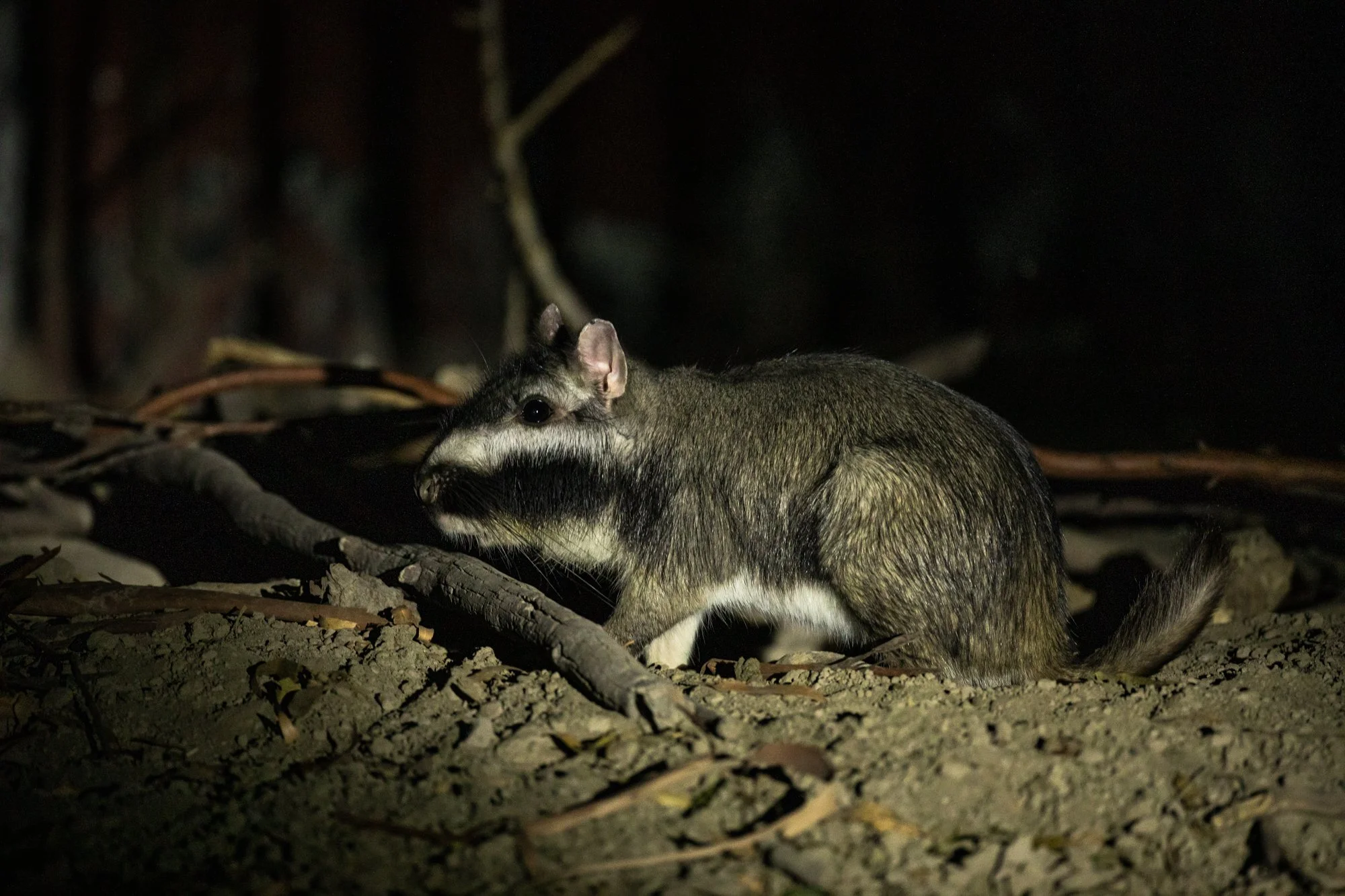 esteros del ibera-8.jpg