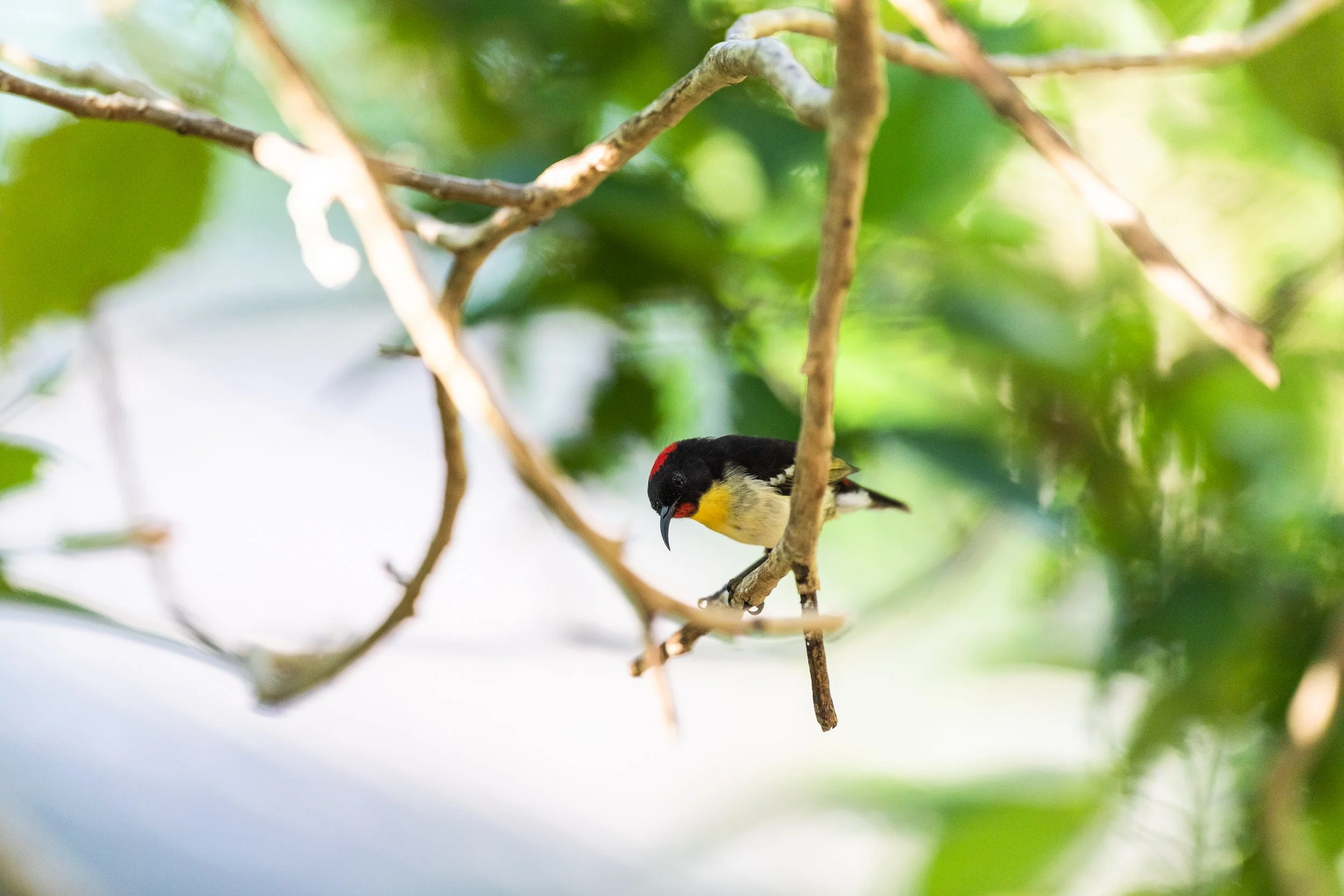 Fiji high-res-366.jpg