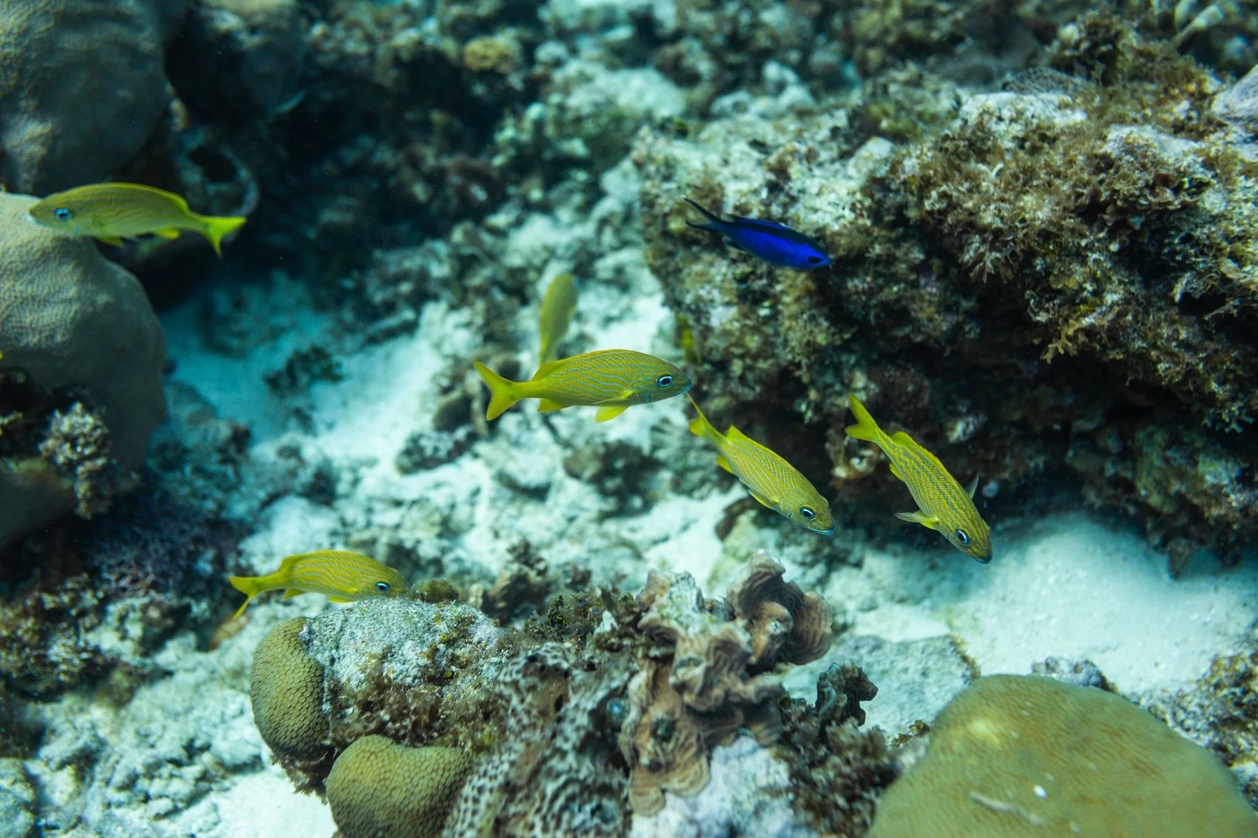 diving colombia 1800-1-16.jpg