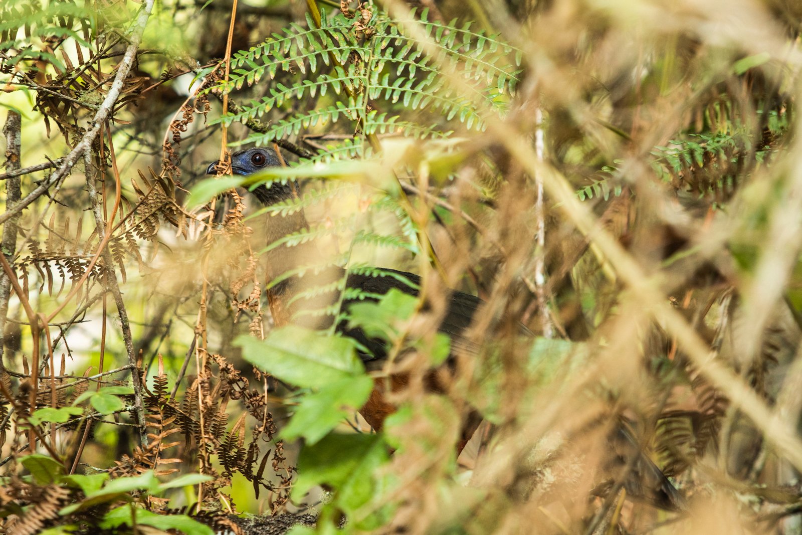 Sickle Winged Guan