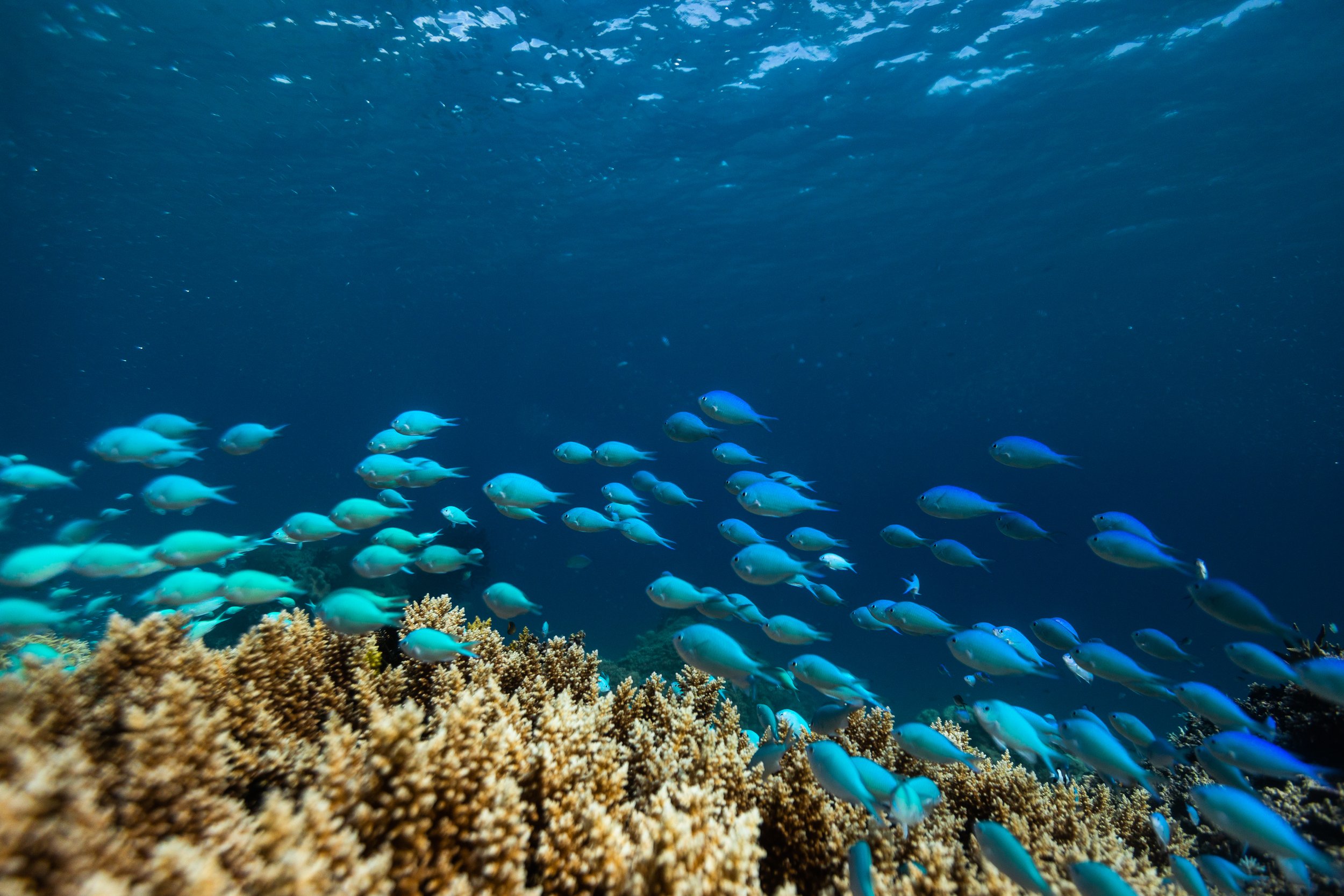 Fiji high-res-51.jpg