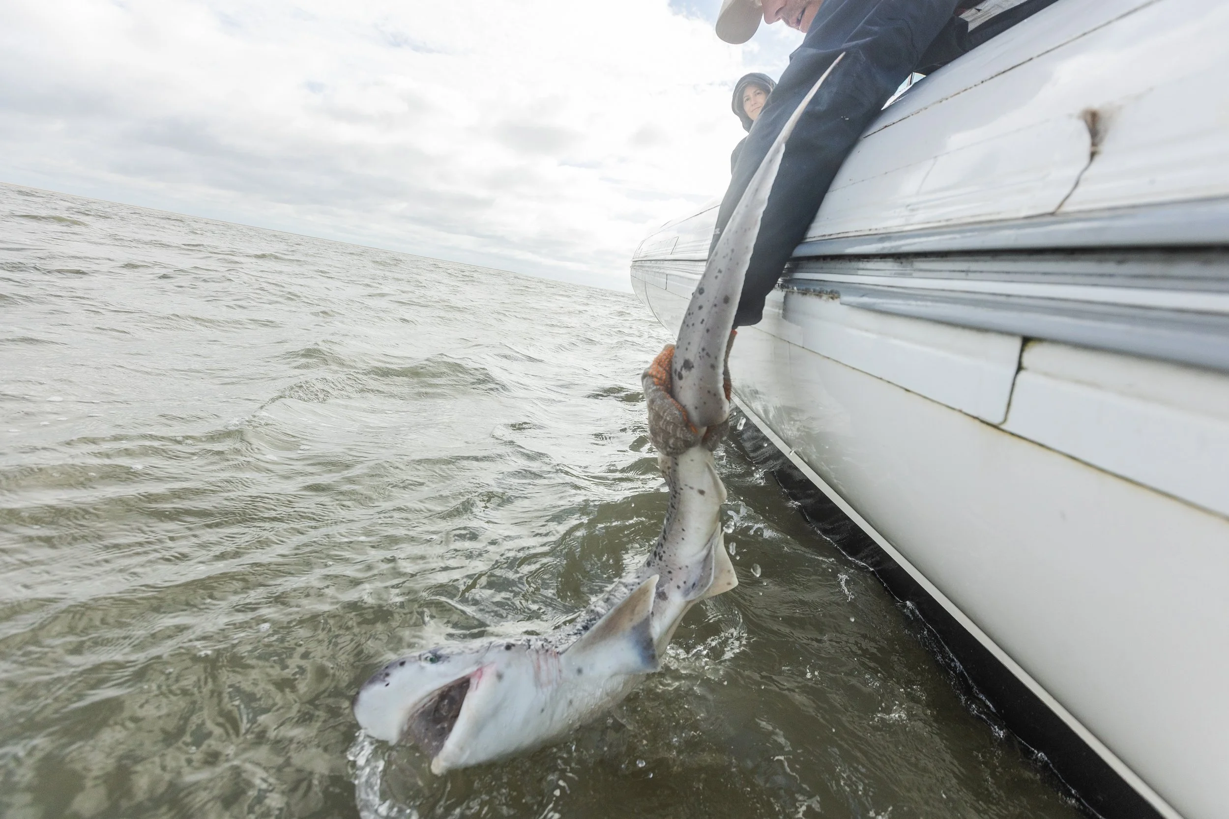 WCS San Blas Sharks-46.jpg