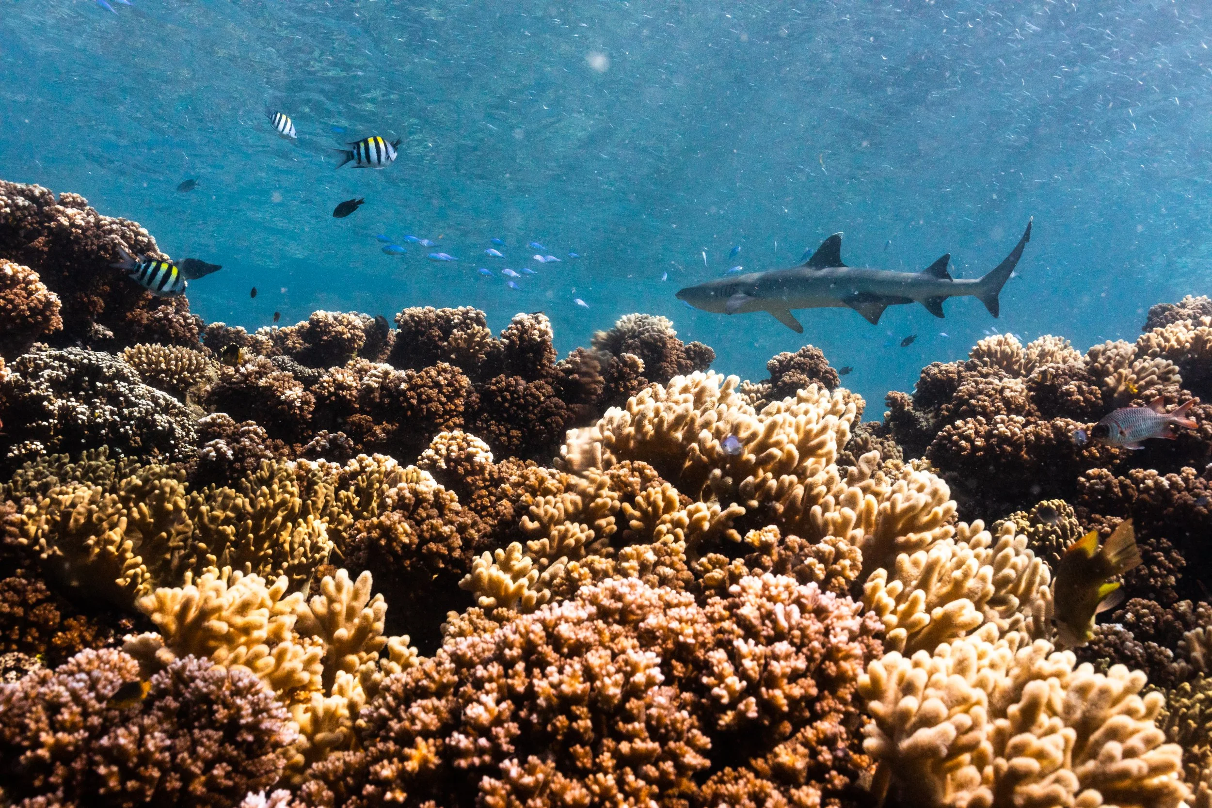 Fiji high-res-571.jpg