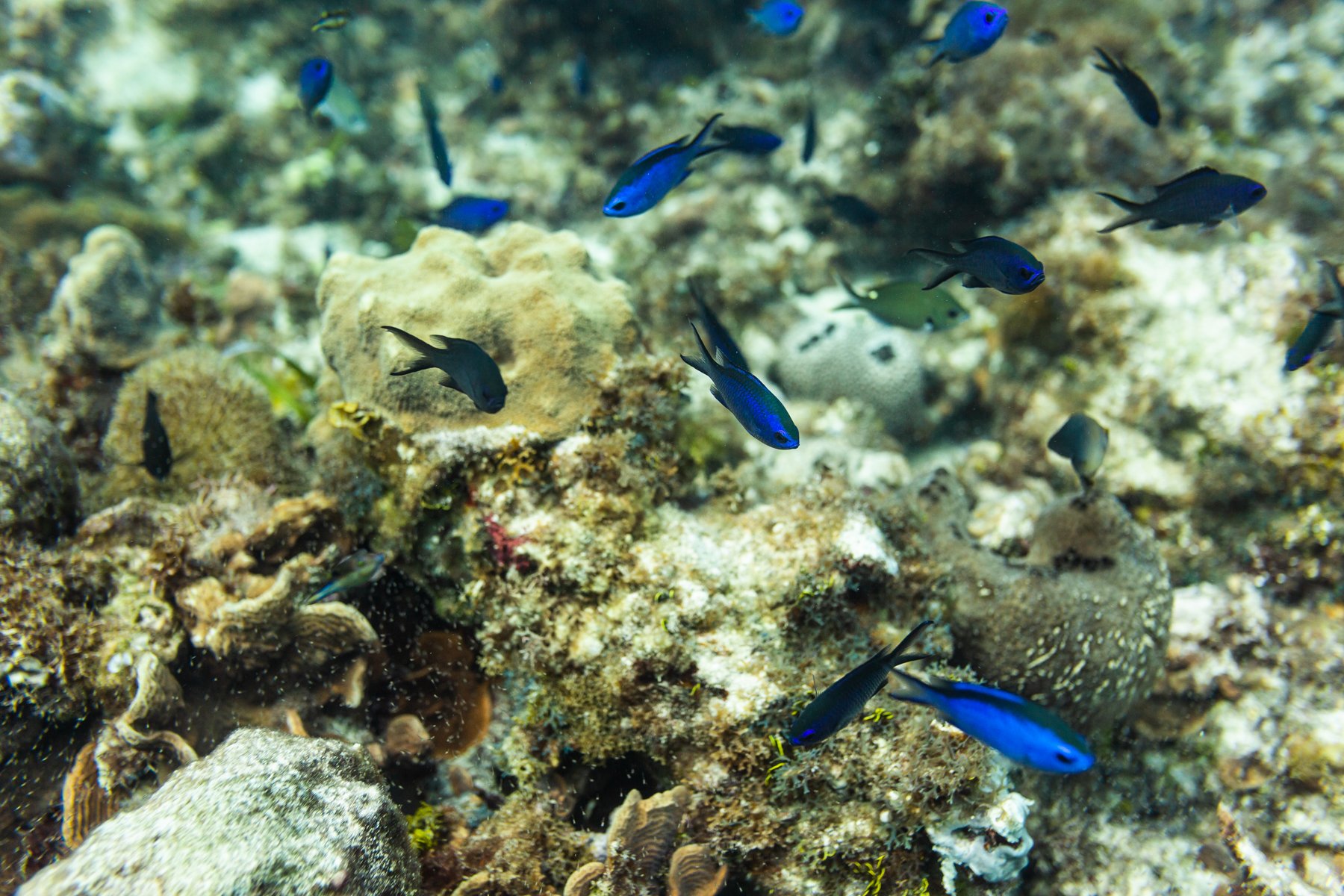 diving colombia 1800-1-17.jpg