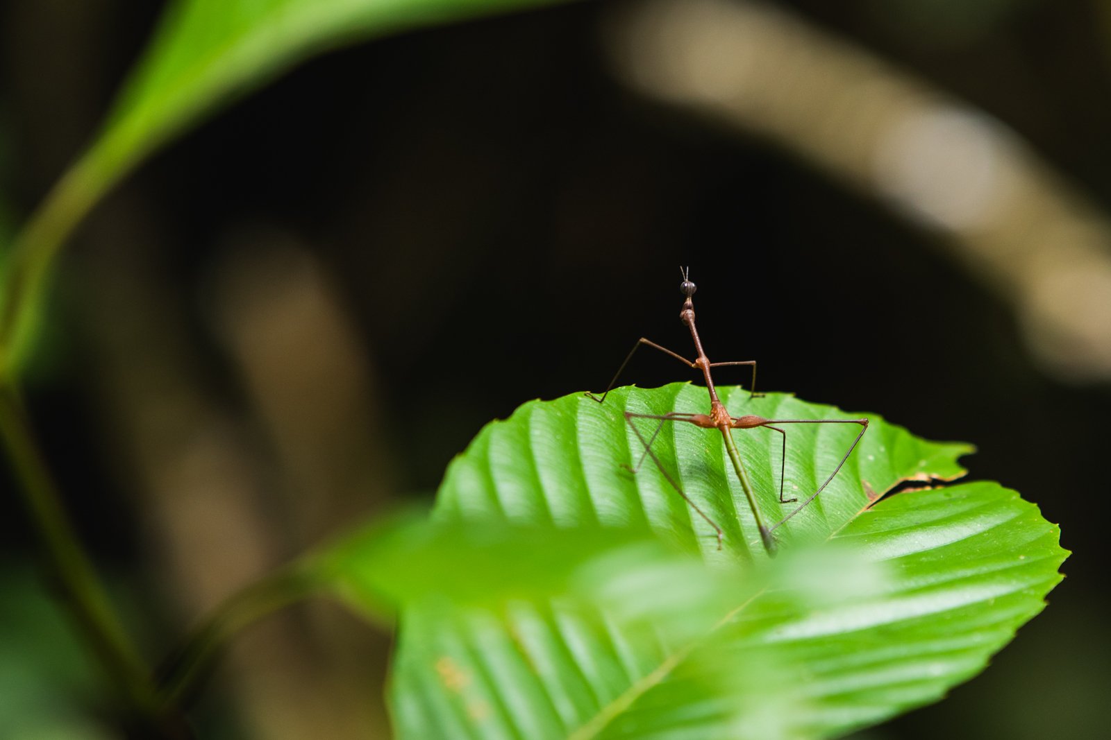 Camouflage is key in the Amazon and with the abundance of plant life, it pays to play the part. Proscopiidae, or Jumping Stick Grasshoppers are aptly named. These neotropical grasshoppers can be found from southern Mexico and throughout South America