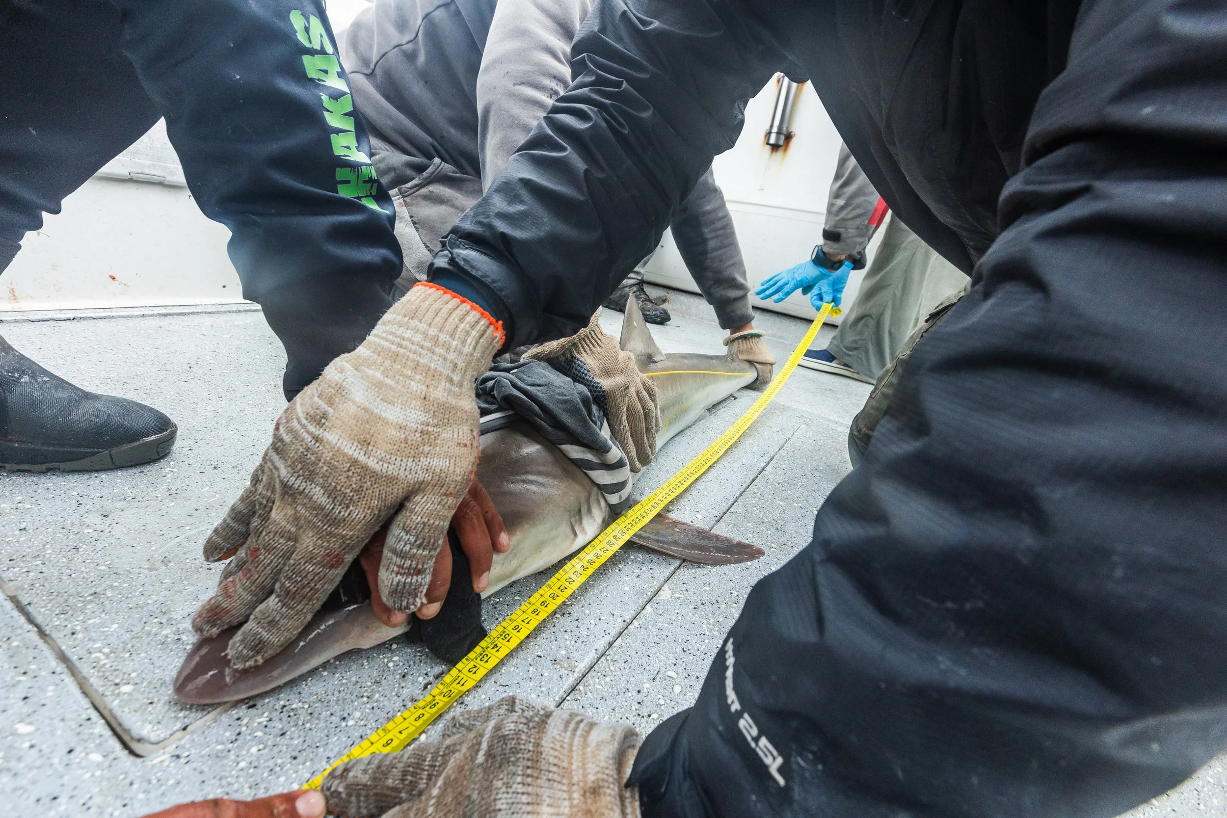 WCS San Blas Sharks-93.jpg