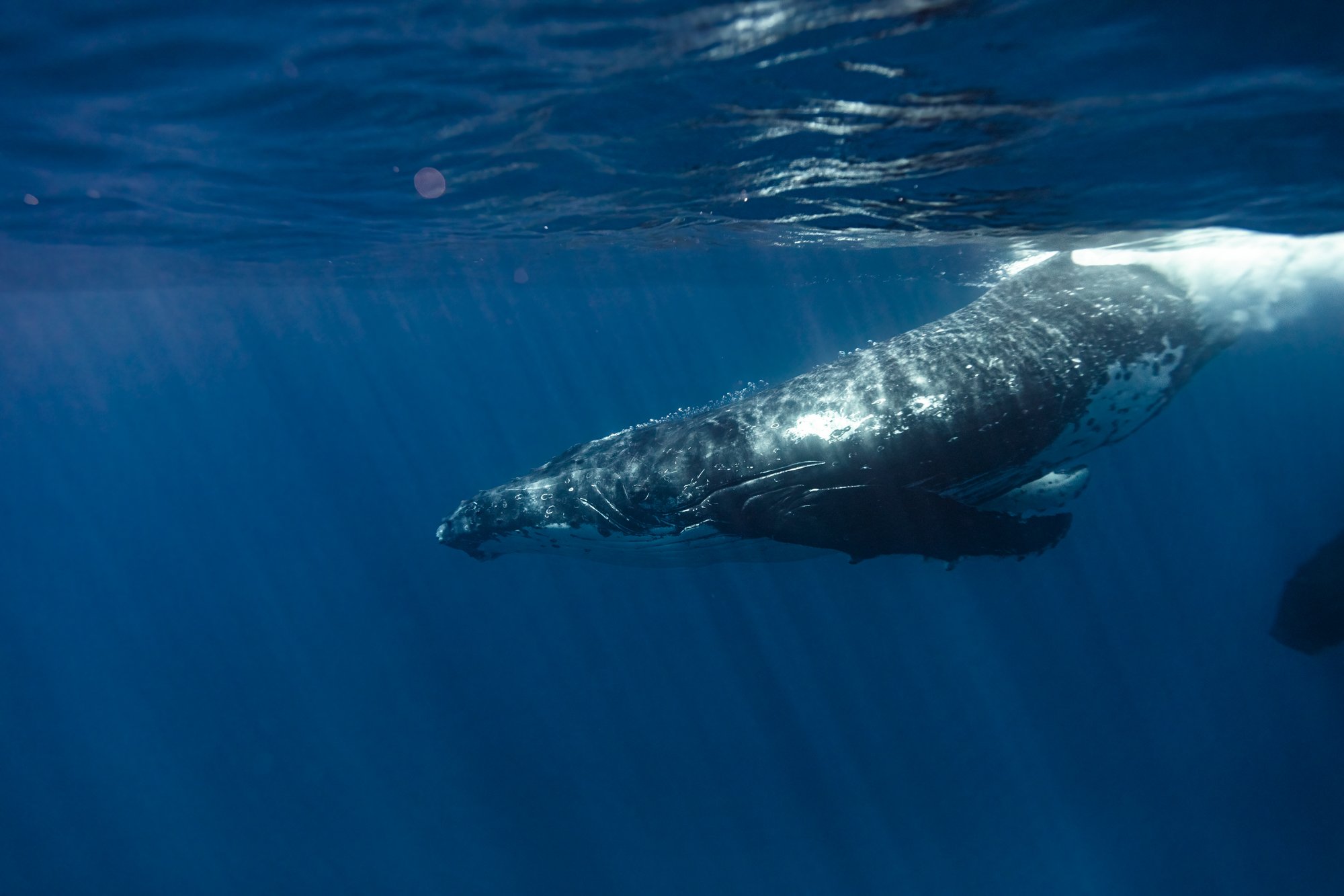whales project-6.jpg
