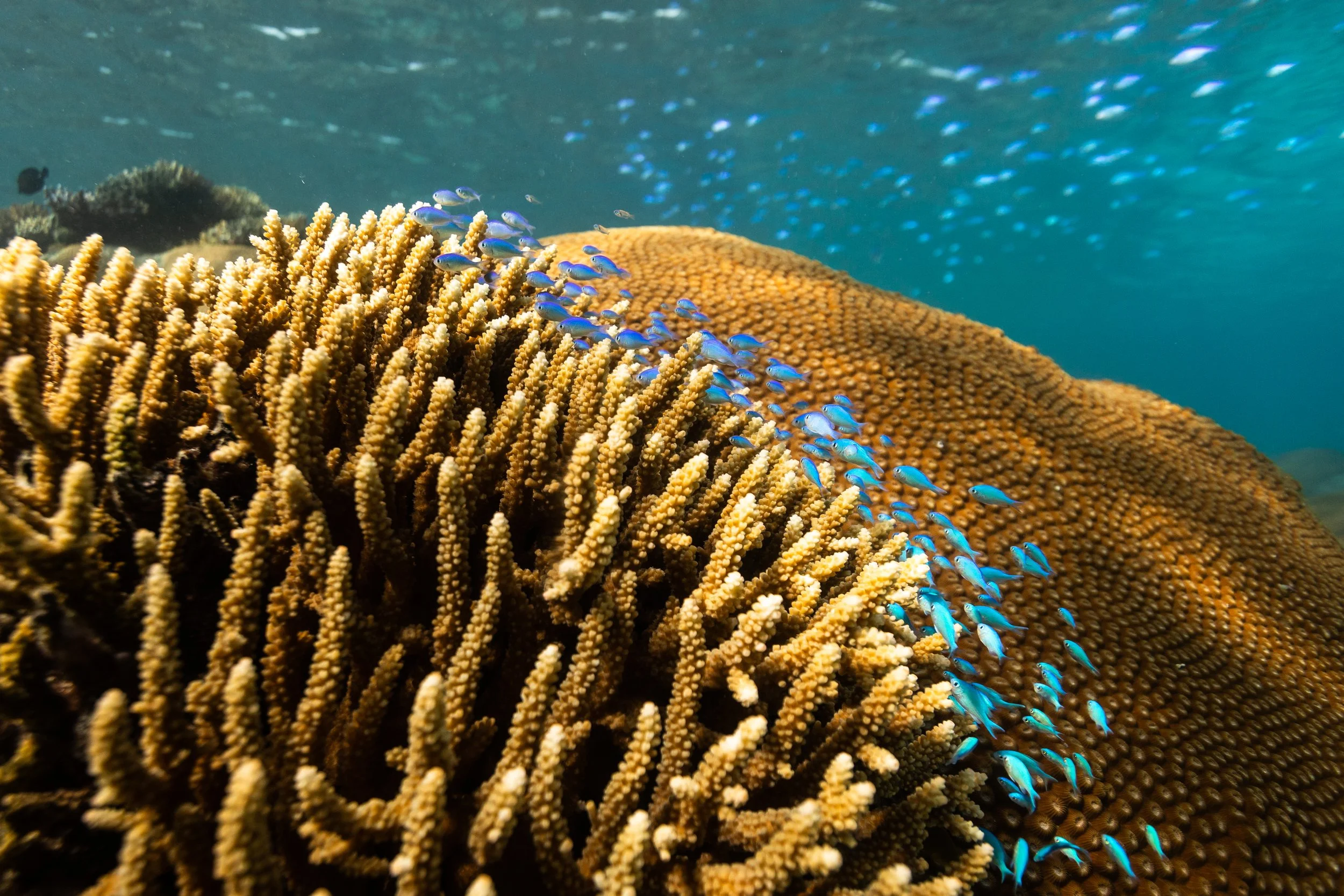 Fiji high-res-37.jpg