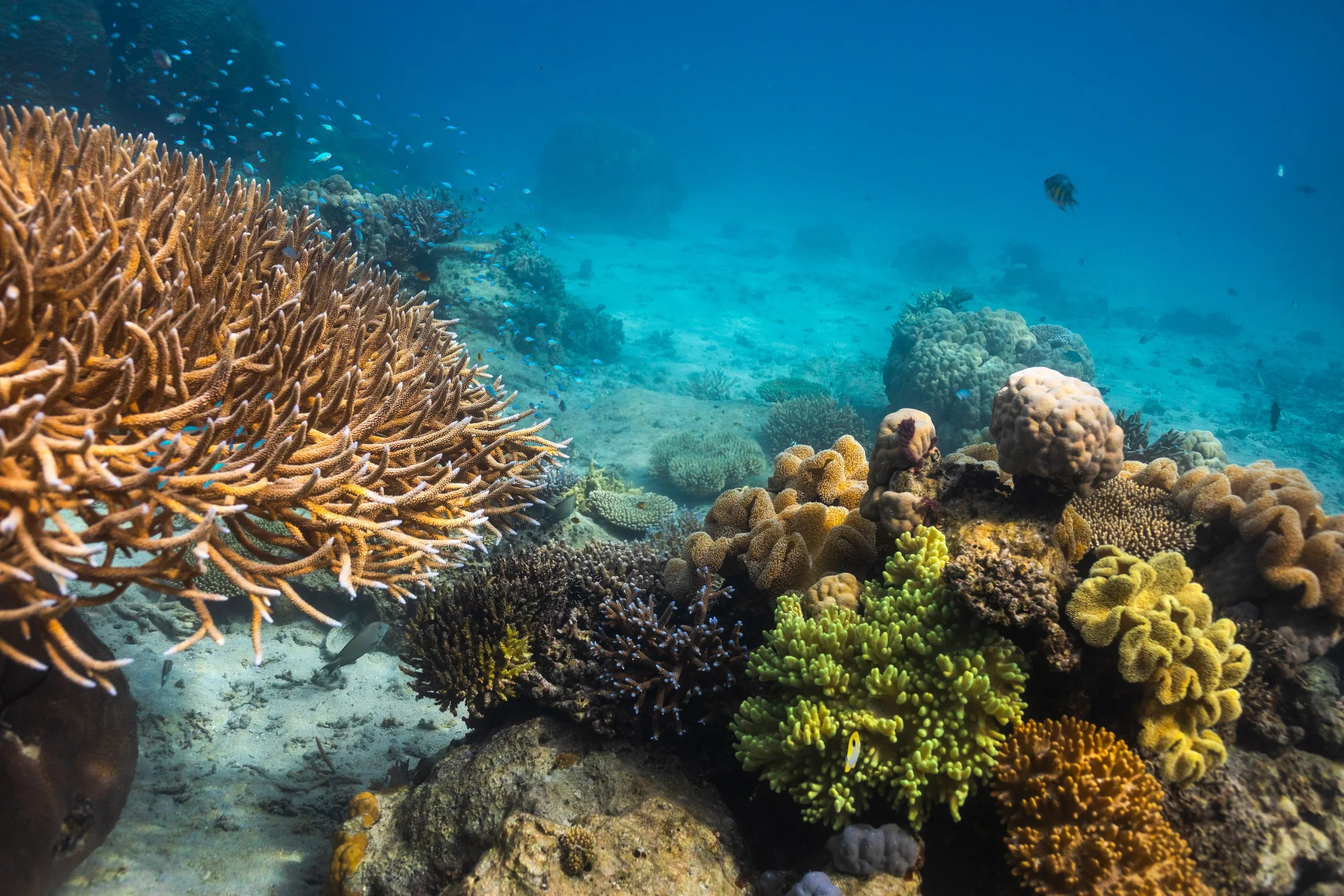 Fiji high-res-261.jpg