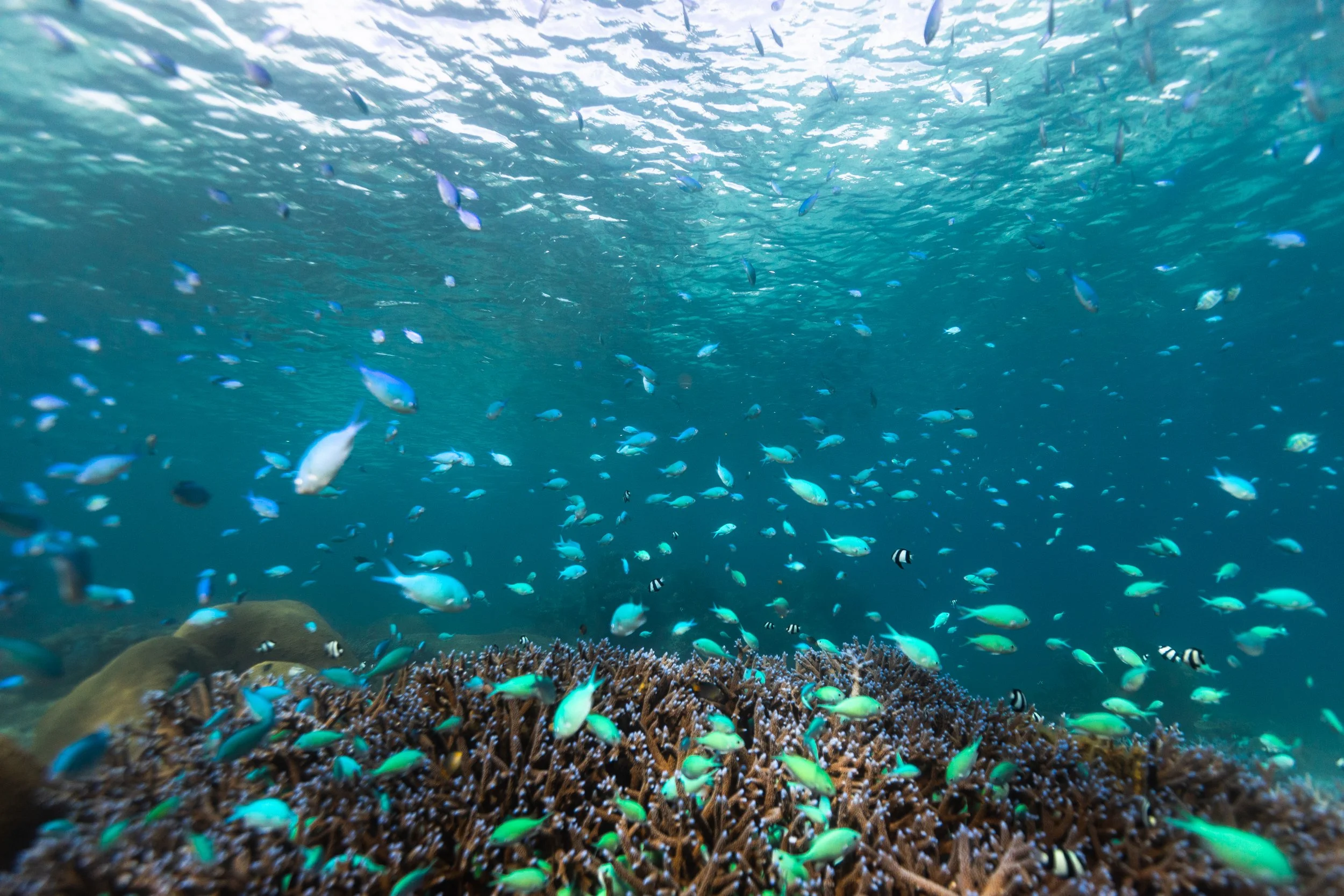 Fiji high-res-75.jpg