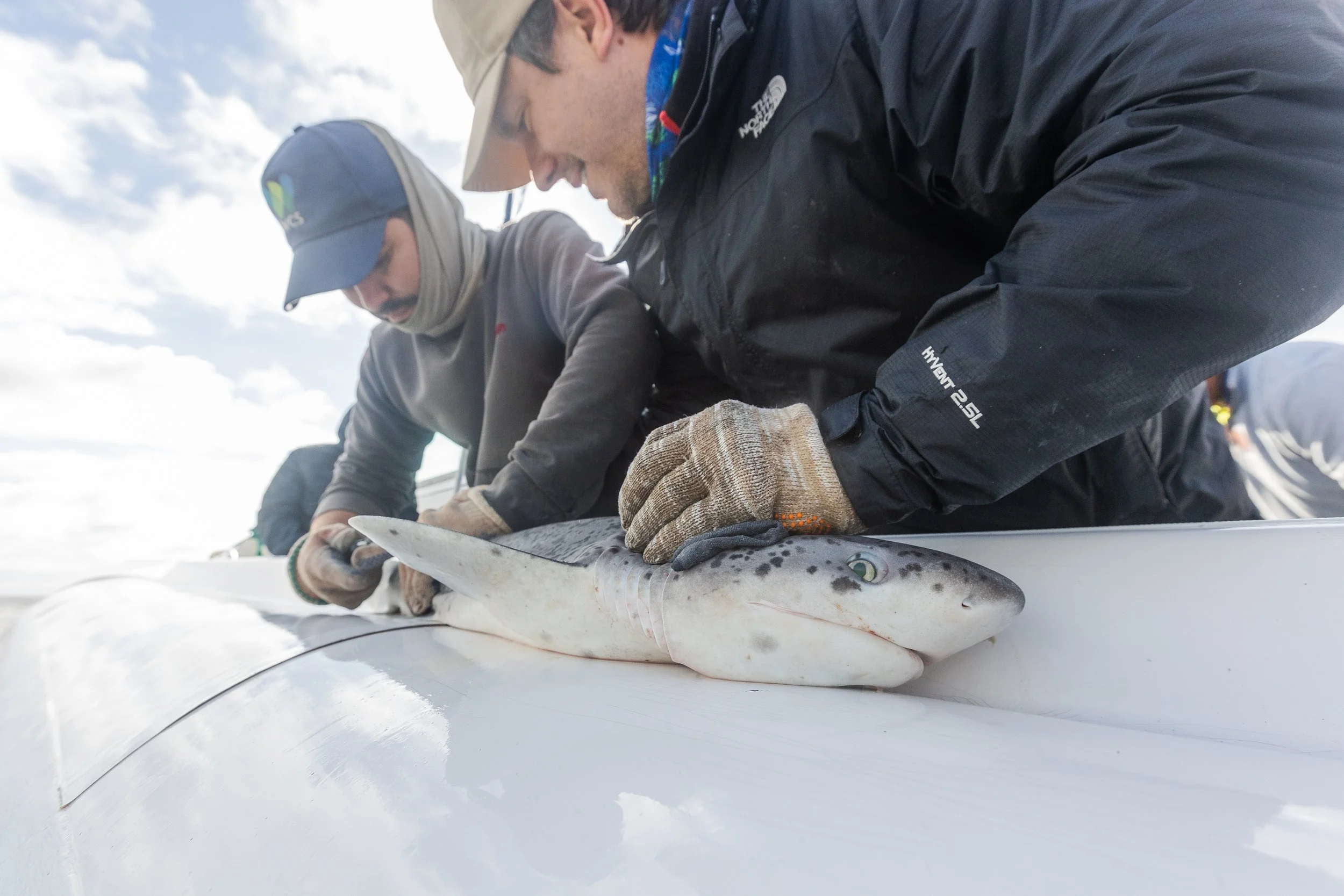 WCS San Blas Sharks-42.jpg