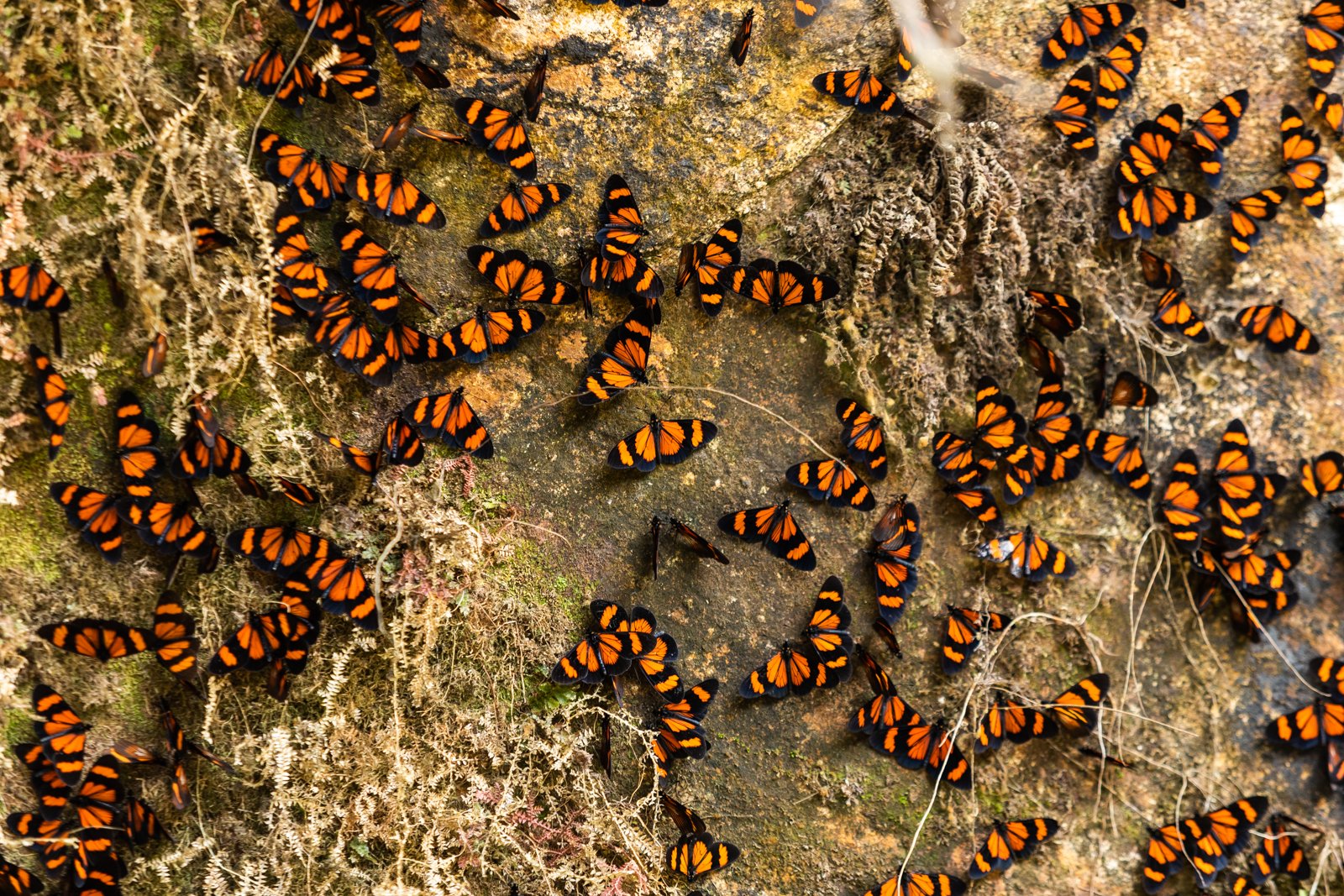 A wall of Eueides Aliphera, or Juliette butterflies wait for their wings to dry before taking off. Parque Nacional del Manú, Peru.
