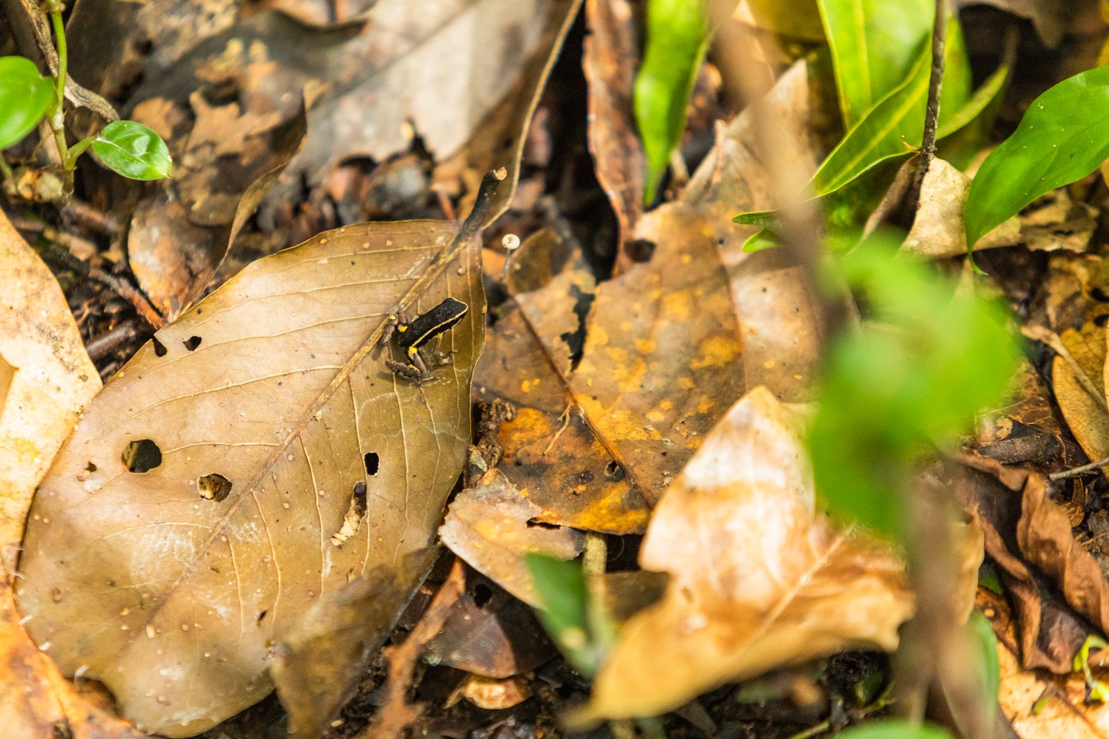 The tiny spot-legged poison frog is also among poisonous species of frogs in the Amazon.