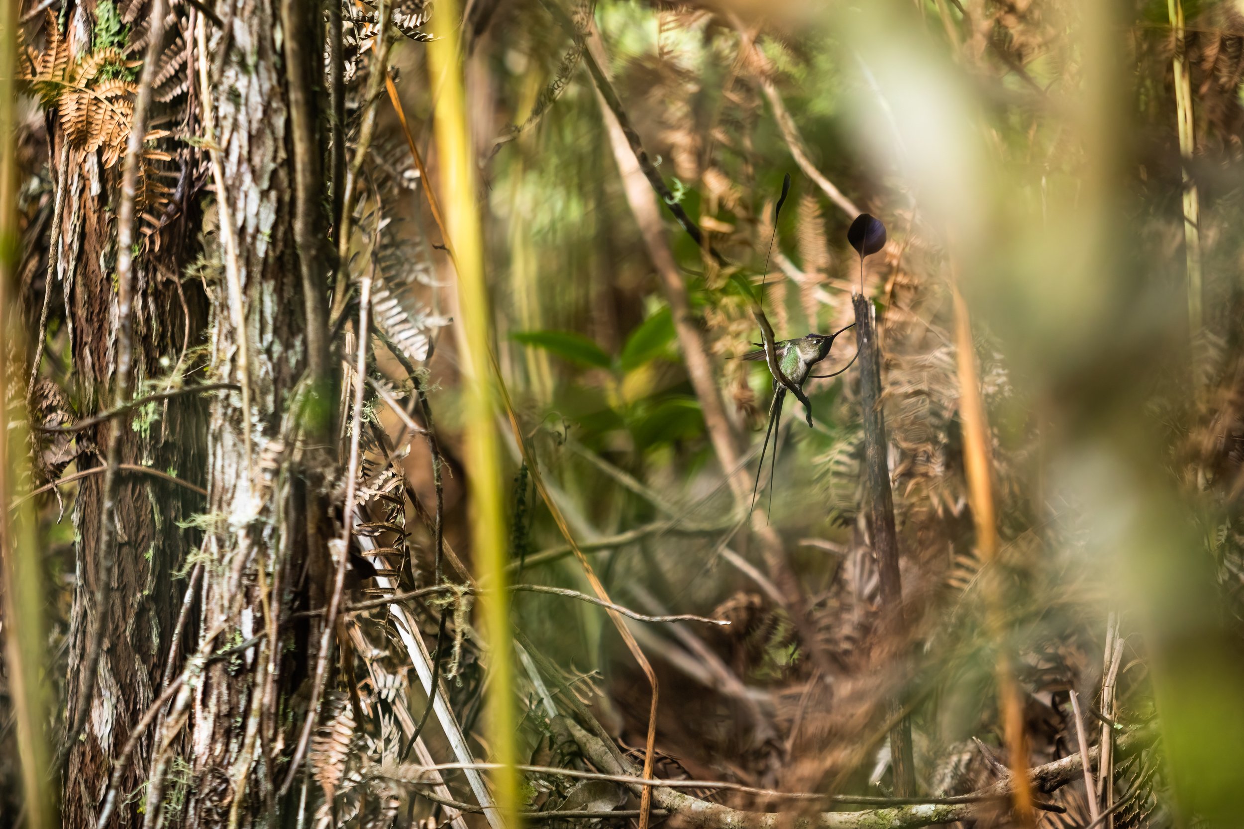 Spatuletail 2000 test-29.jpg