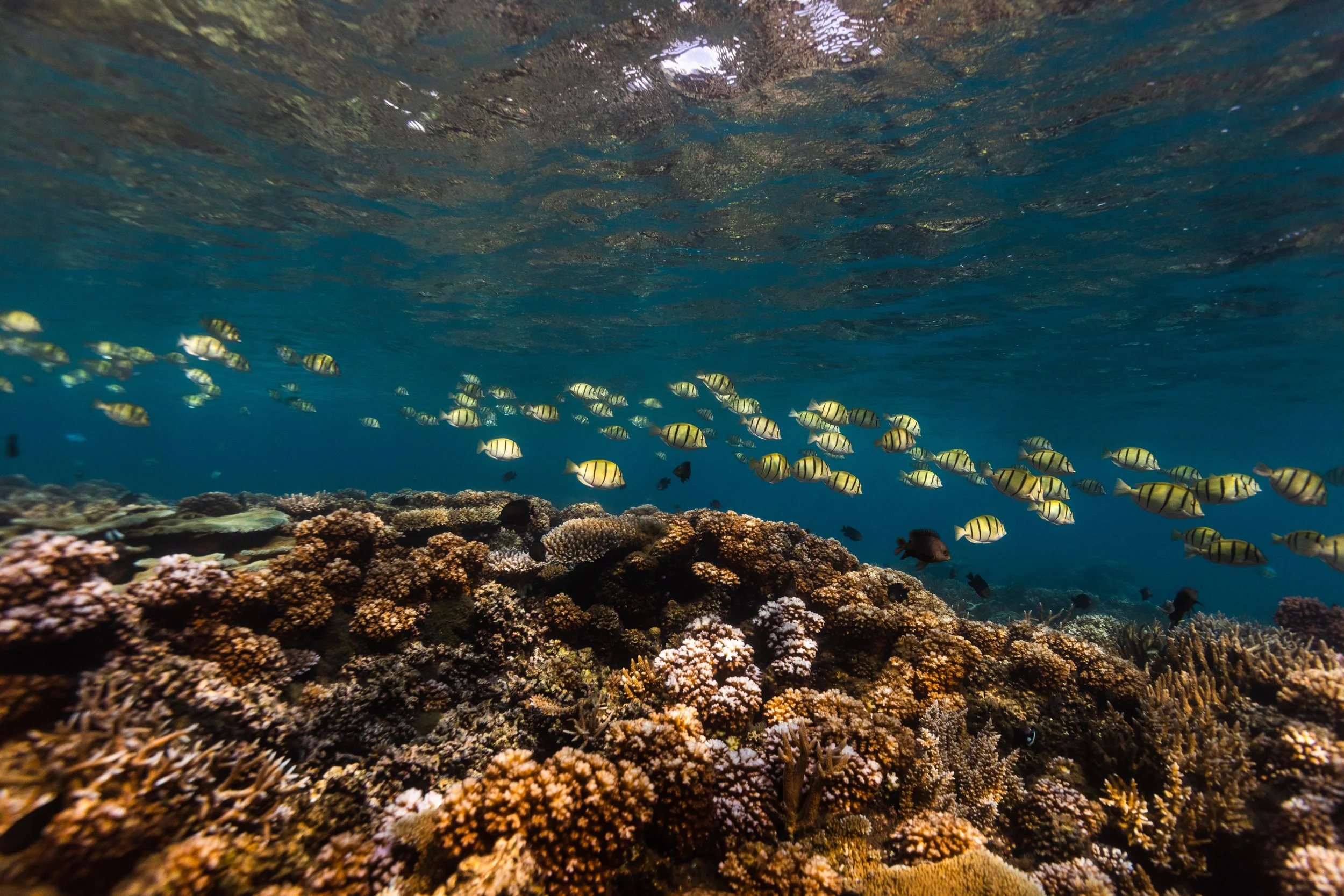 Fiji high-res-67.jpg