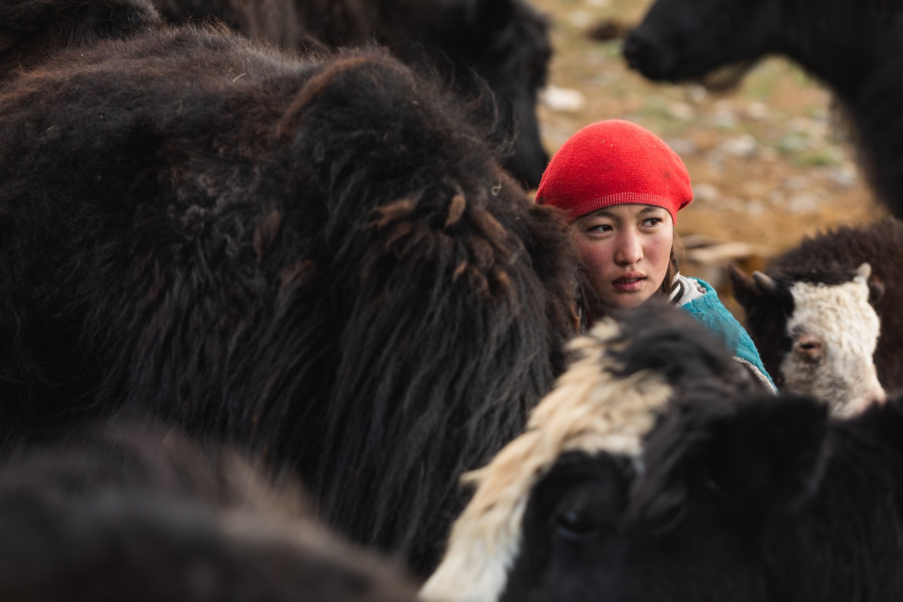 mongolia climate 1800-55.jpg