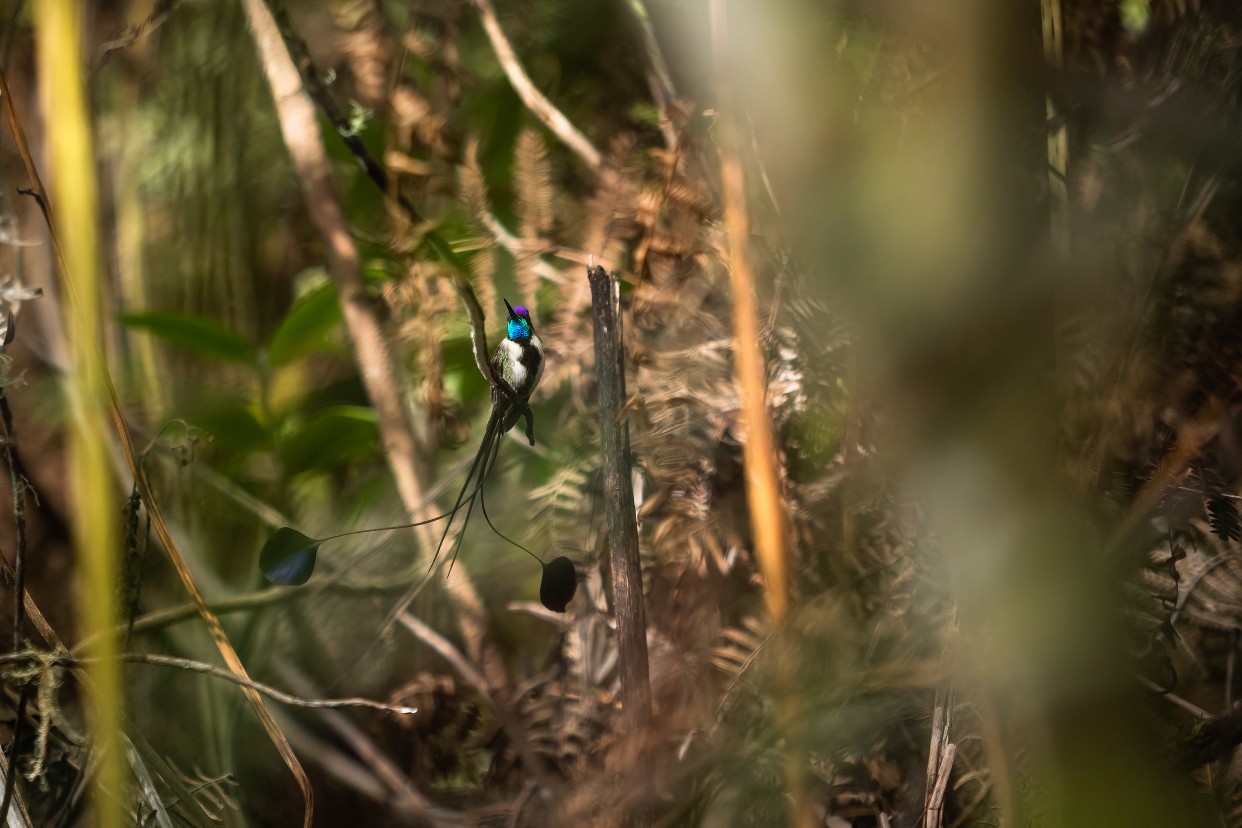 Spatuletail 2000 test-27.jpg