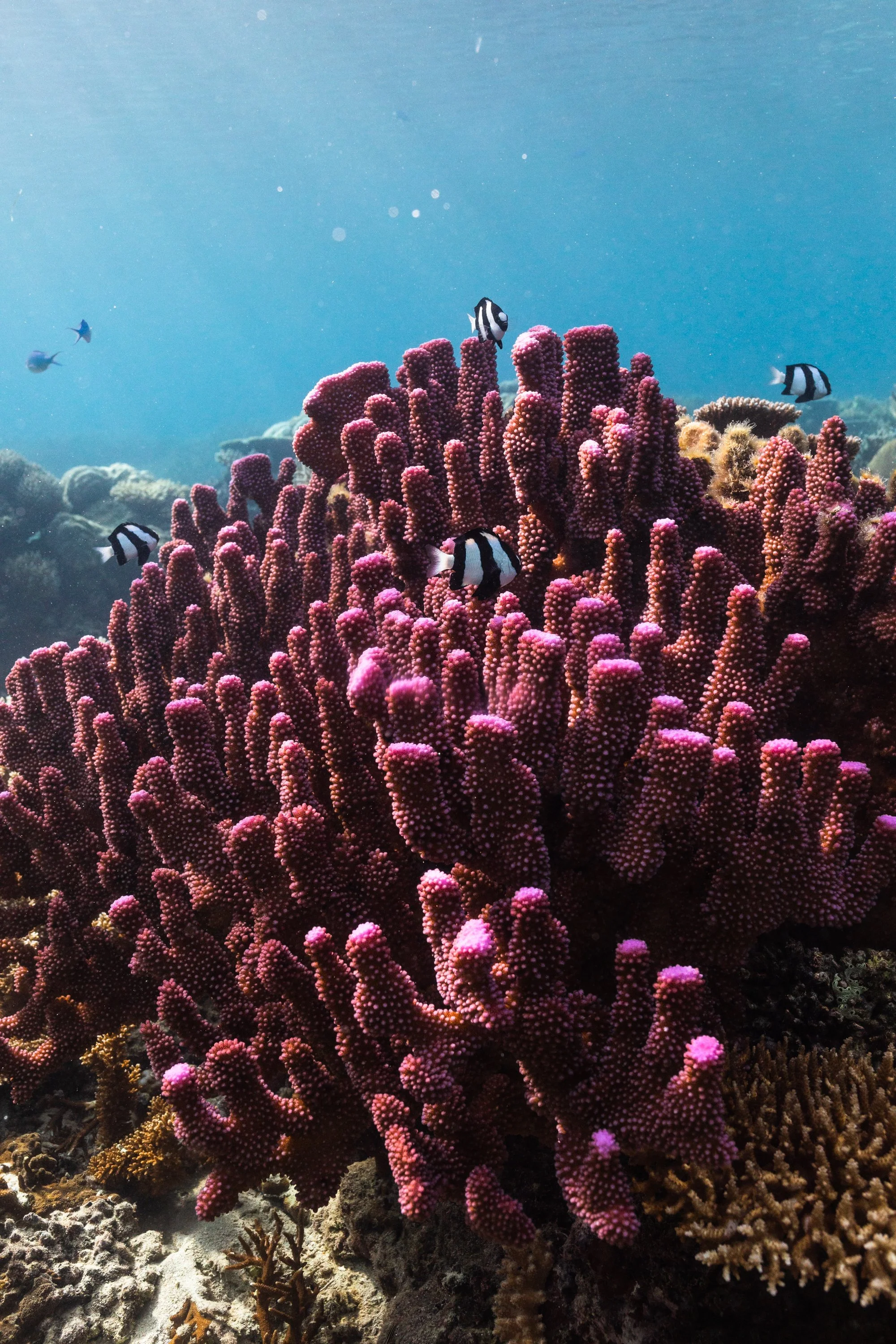 Fiji high-res-267.jpg