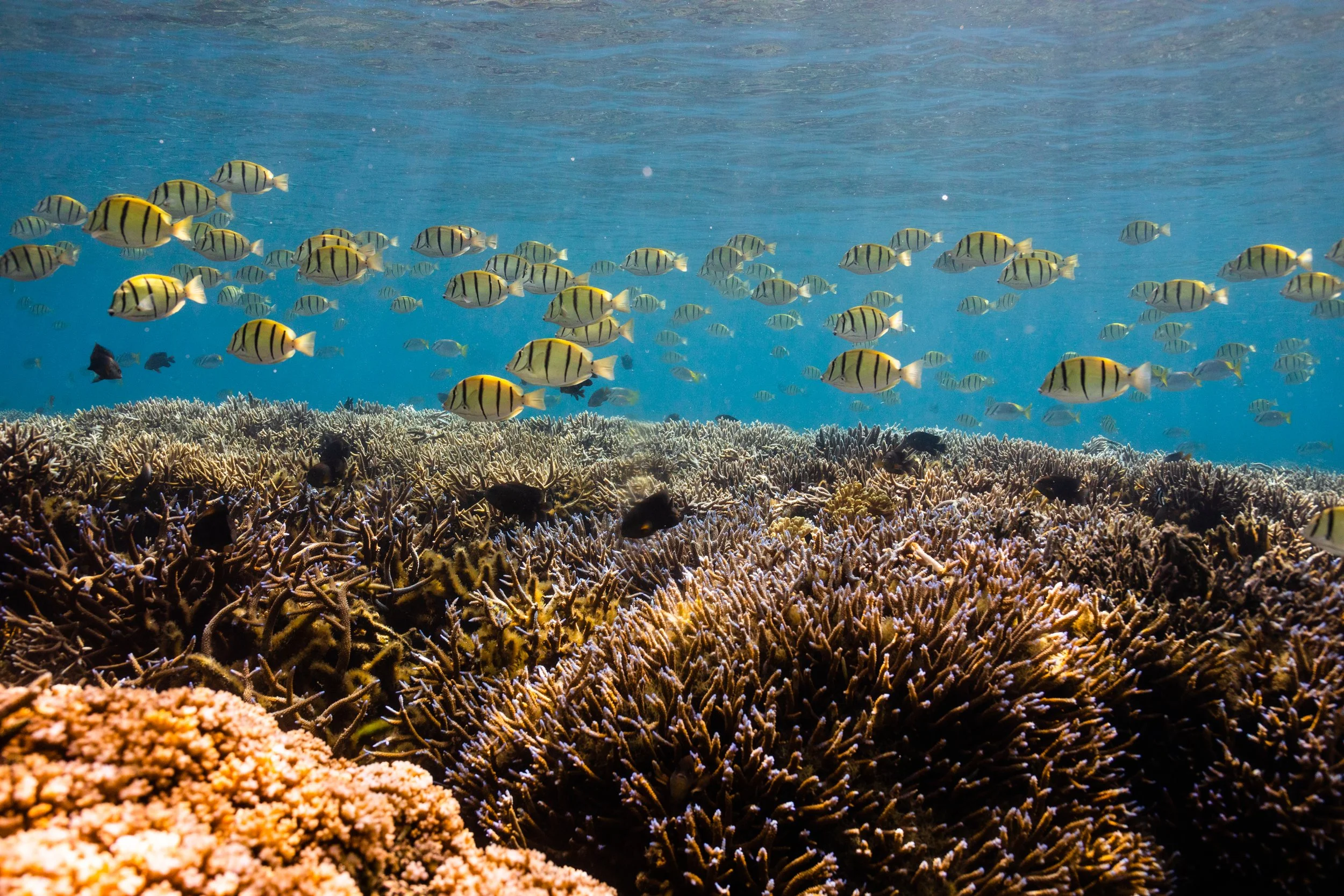 Fiji high-res-212.jpg