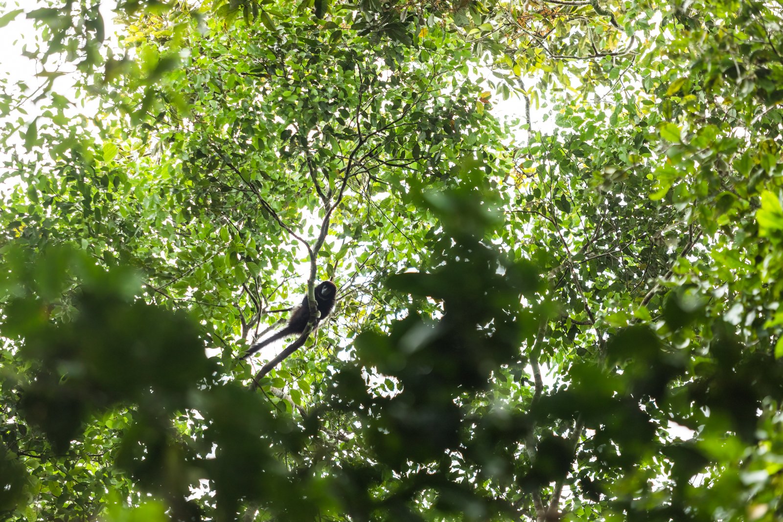 An ever present feeling while wandering through the jungle of the Amazon Rainforest is that you are being watched. Most of the time, you are probably correct. Even stranger still, is finding a face while scanning the canopy. This Lucifer Titi, also c