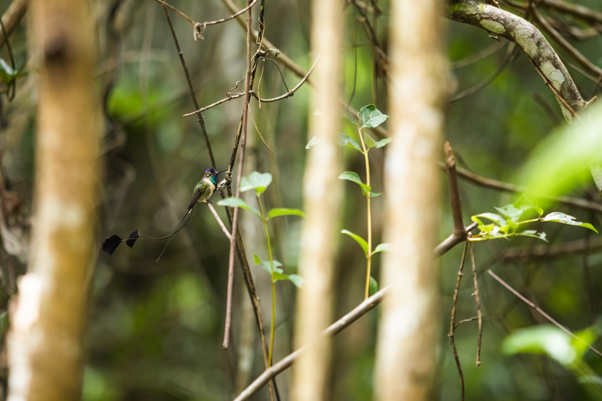 Spatuletail 2000 test-17.jpg