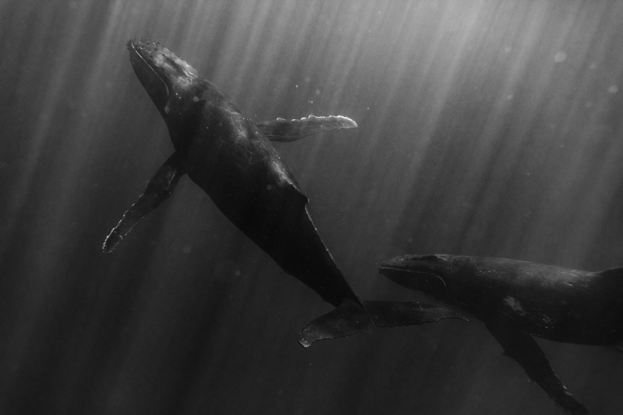 whales project-14.jpg