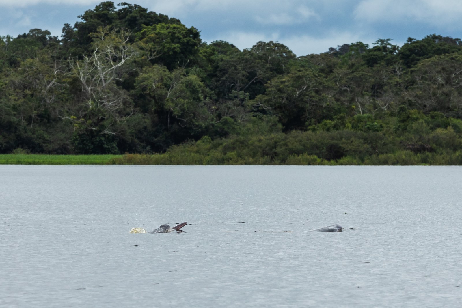 Two unique and genetically separate species of freshwater dolphins are endemic to the Amazon. Los delfines rosados, Botos, or pink river dolphins seen here, are the largest of the Amazon's dolphins. Males can grow up to 400 lbs and eight feet long. T