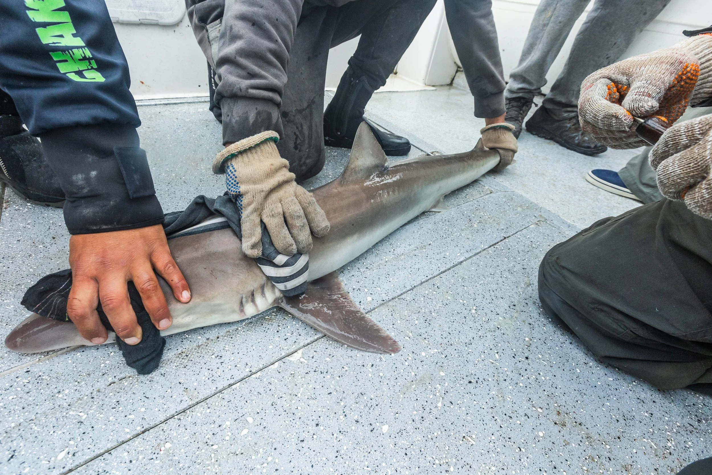 WCS San Blas Sharks-89.jpg