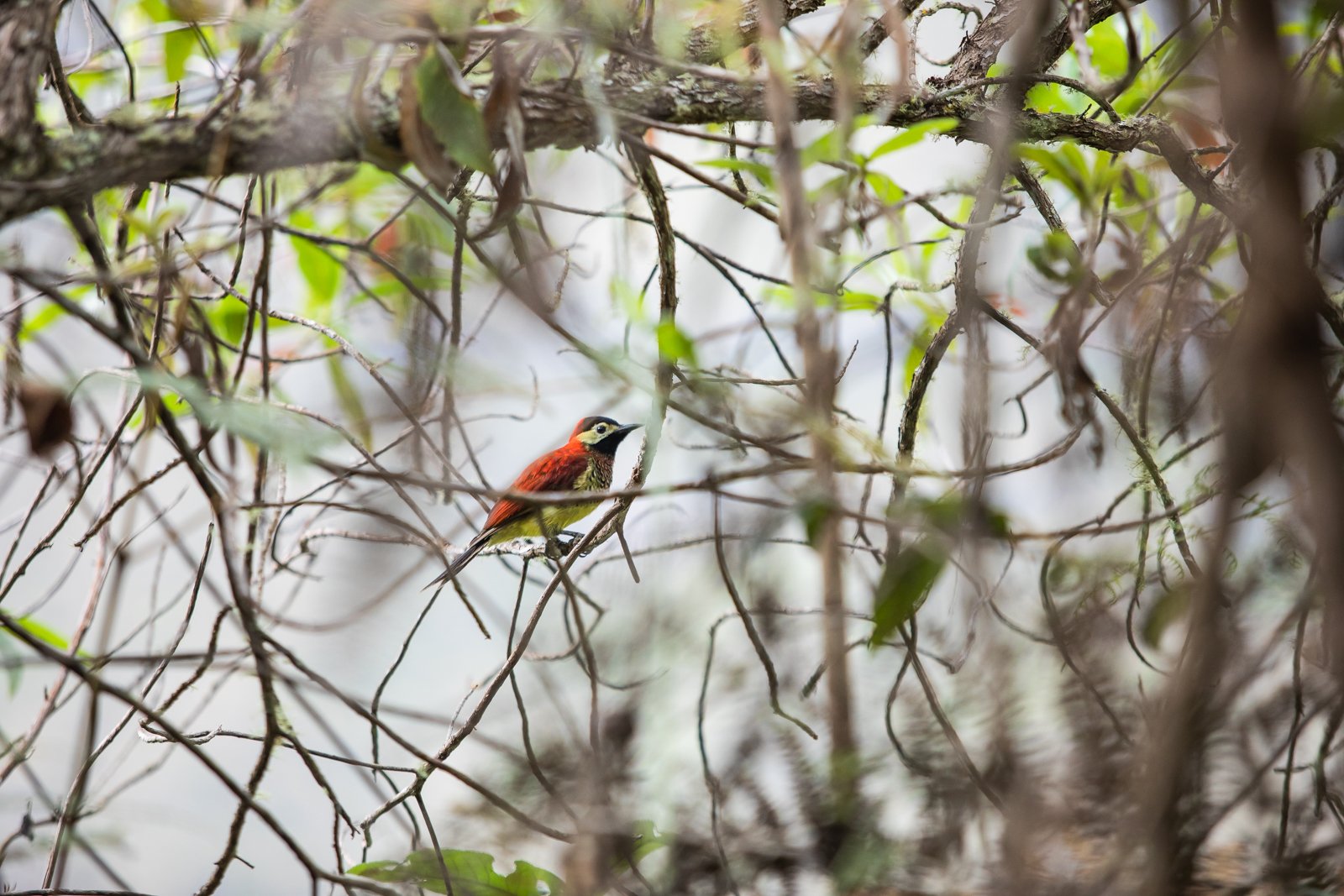 Crimson-Mantled Woodpecker