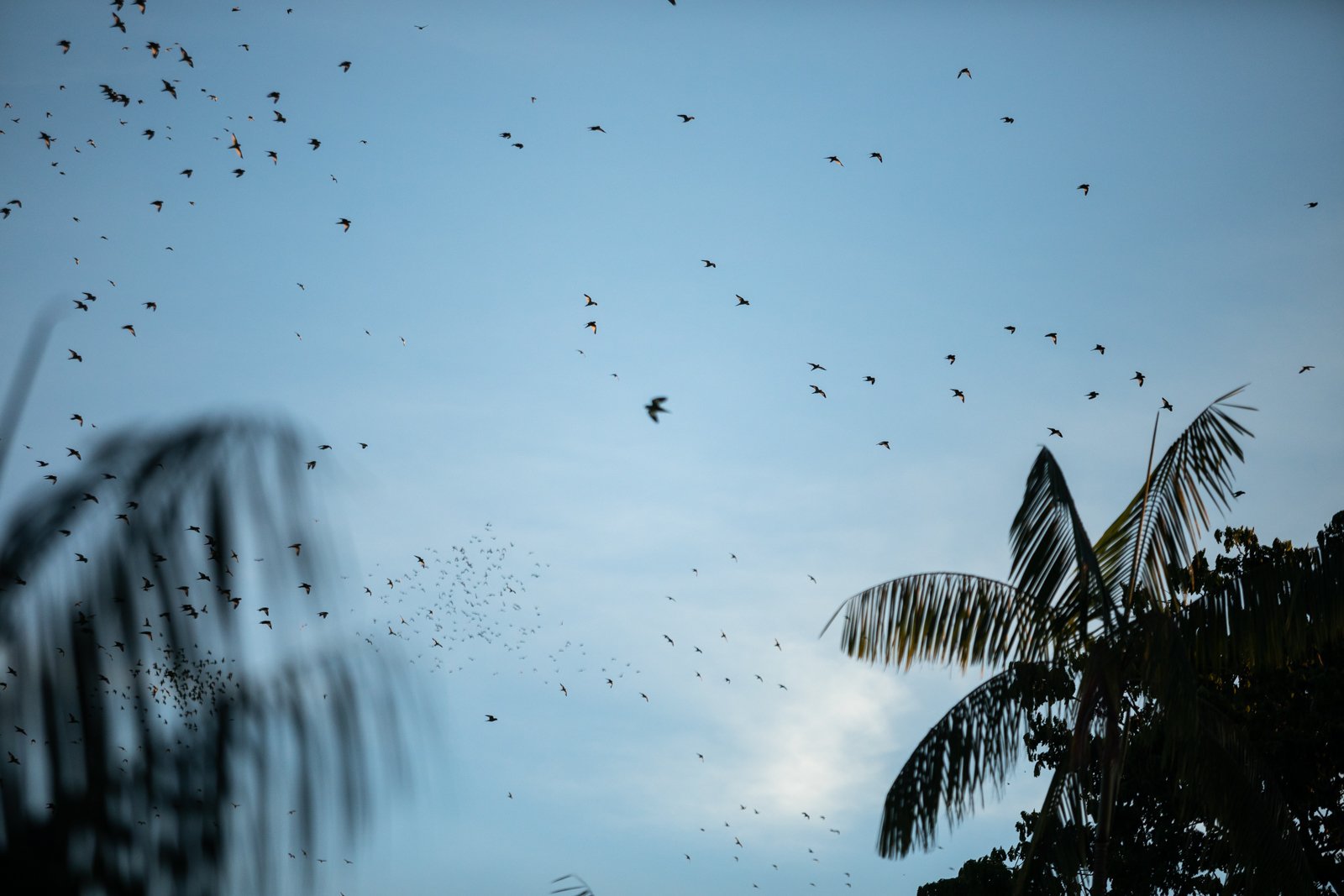 Every evening, tens of thousands of white-winged parakeets, or locally known 'pericos,' flock to Parque Santander, a small park in the center of Leticia, Colombia. The endless flocks cause a deafening din and the birds have formed a sort of symbiotic