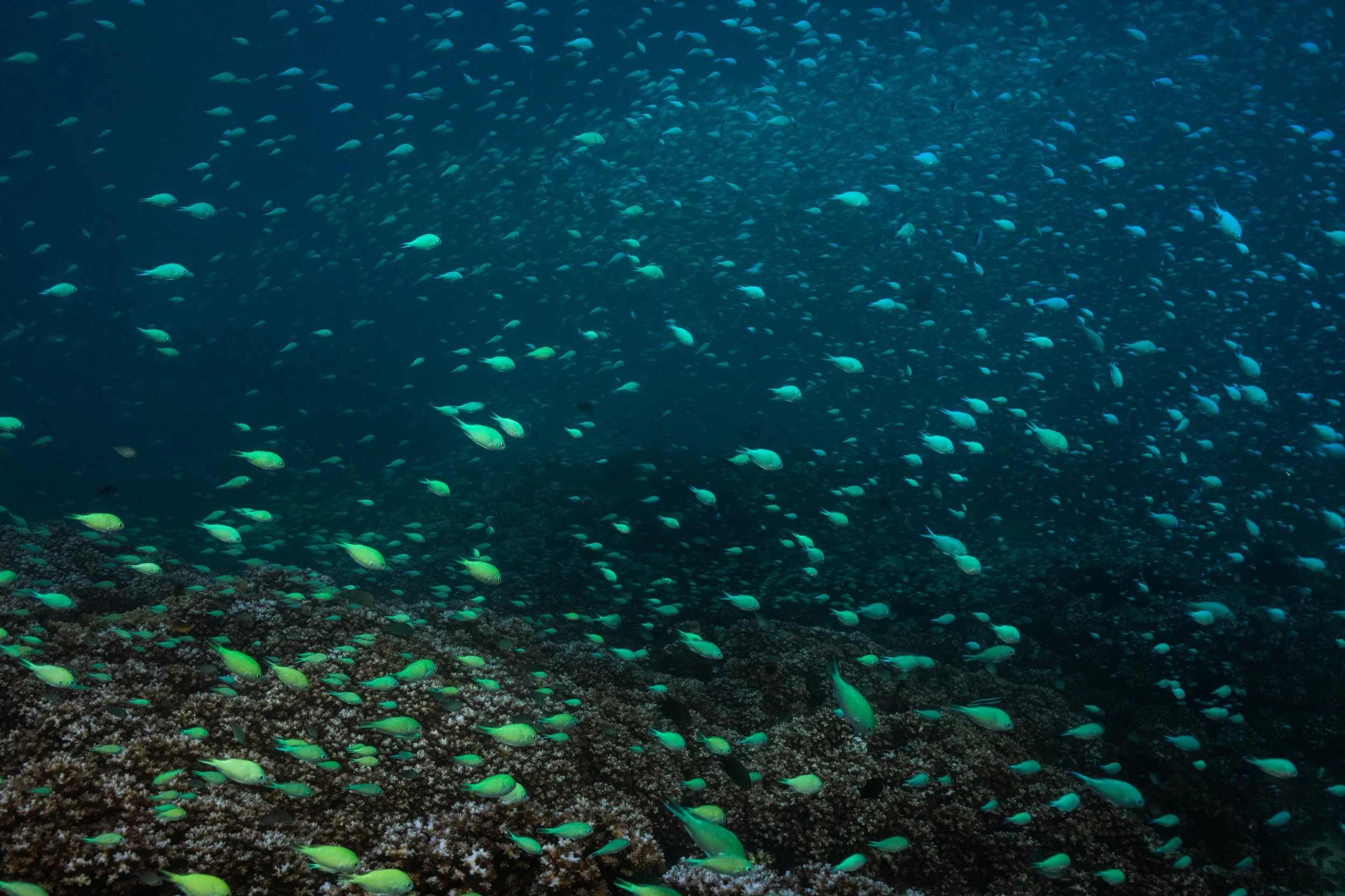 Fiji high-res-420.jpg