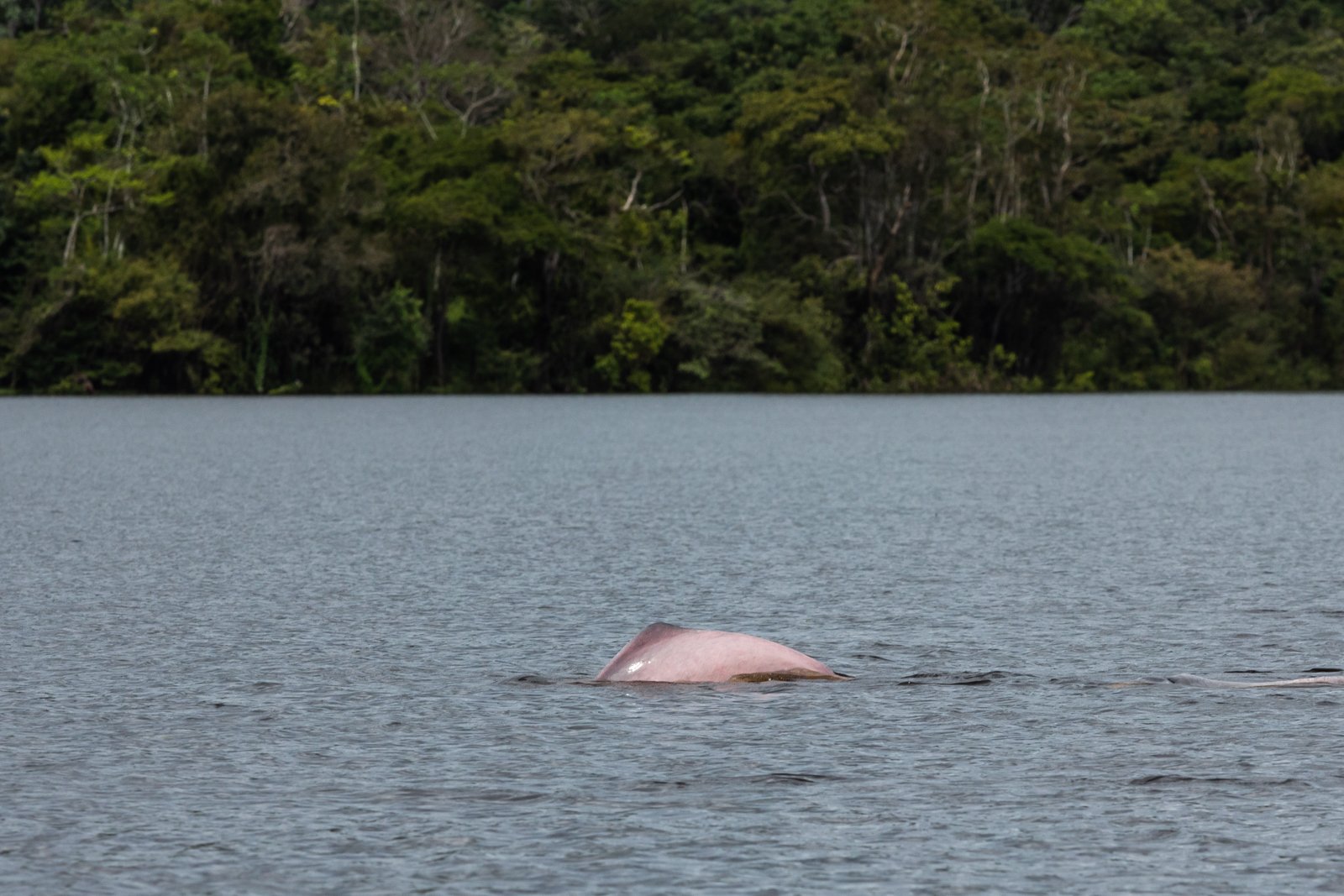 The dorsal fins of pink river dolphins are flatter, more curved and less prominent than their distant ocean-going cousins. Their pinkish hue doesn't begin to show until the adults are around 15 years old, but remains a mystery as to why they are pink