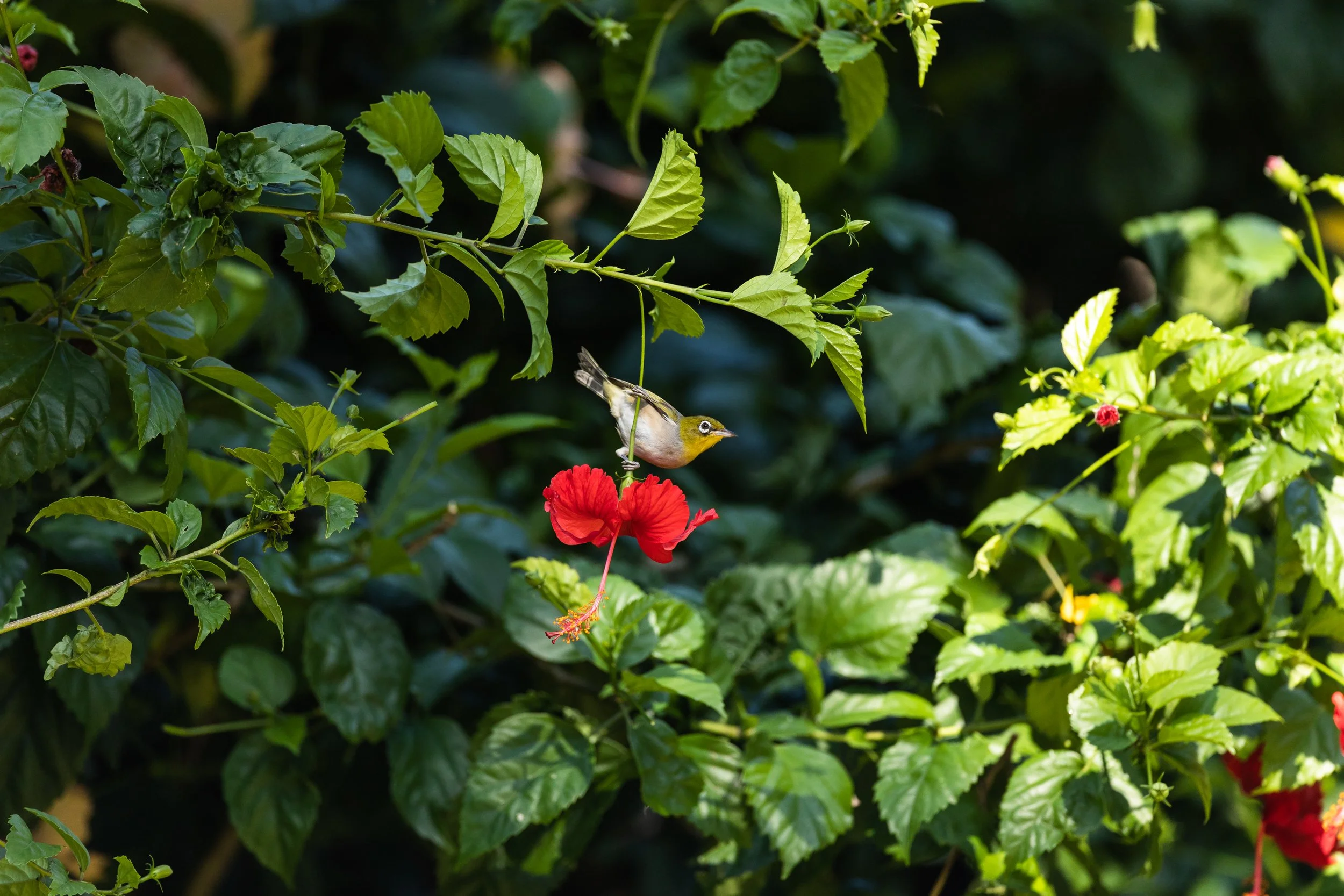 Fiji high-res-372.jpg