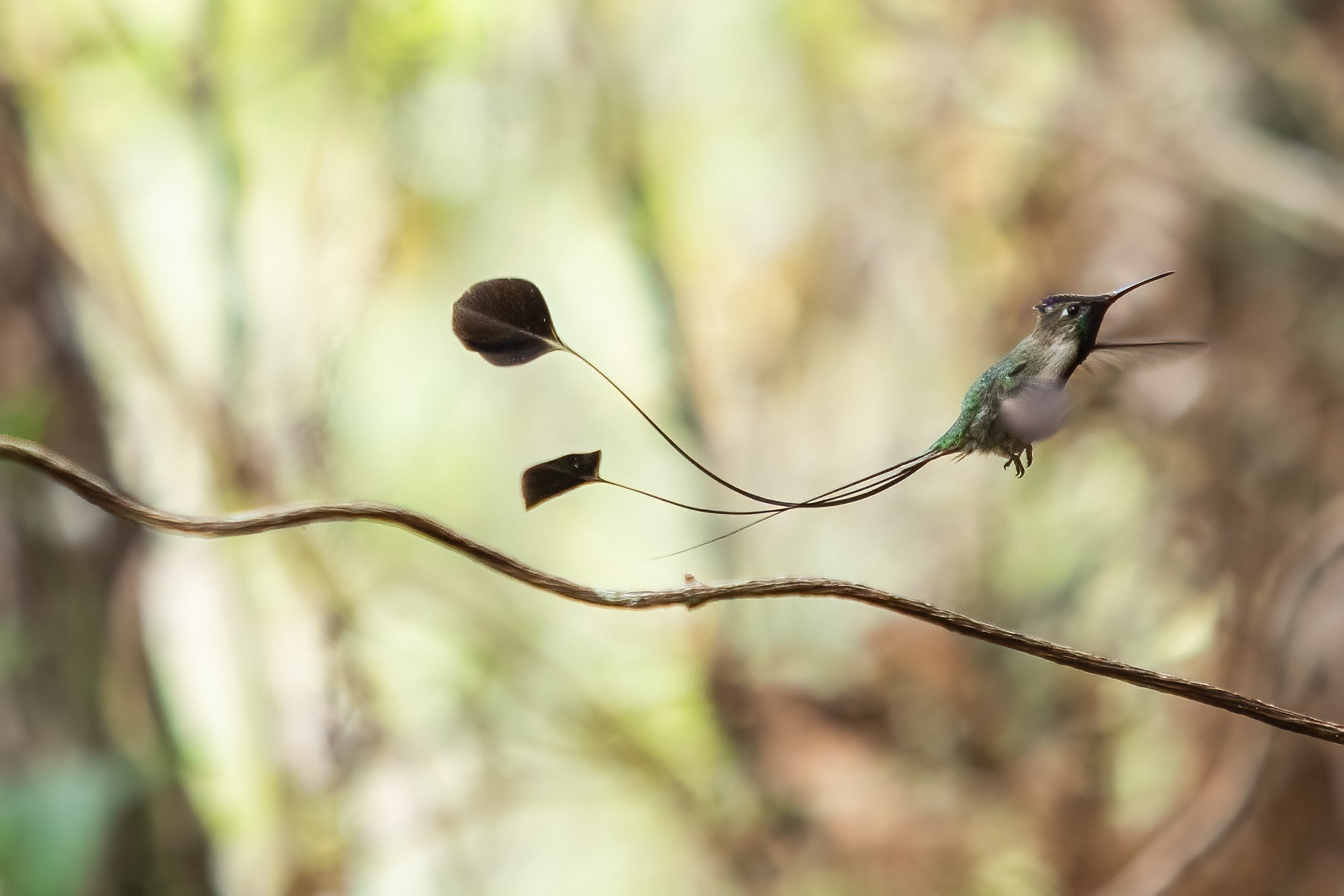 Spatuletail 2000 test-19-2.jpg