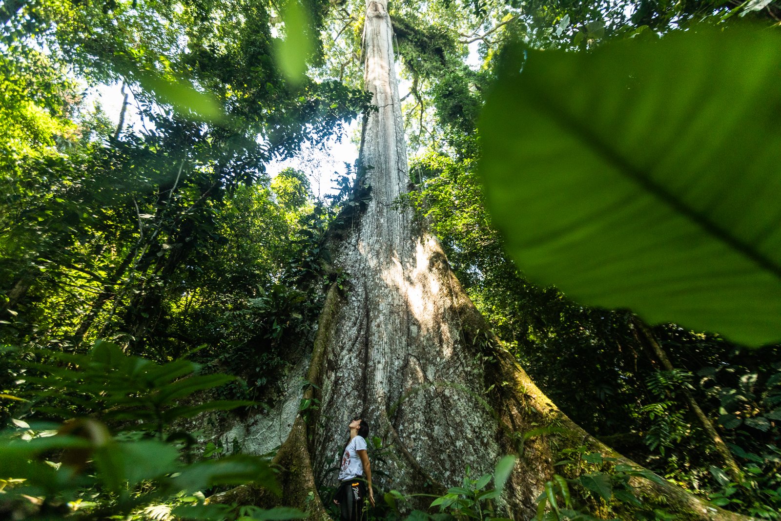Giants of the jungle. Ecosystems stack up as stories in a building in the Amazon; The forest floor, understory, canopy and finally emergent layer.