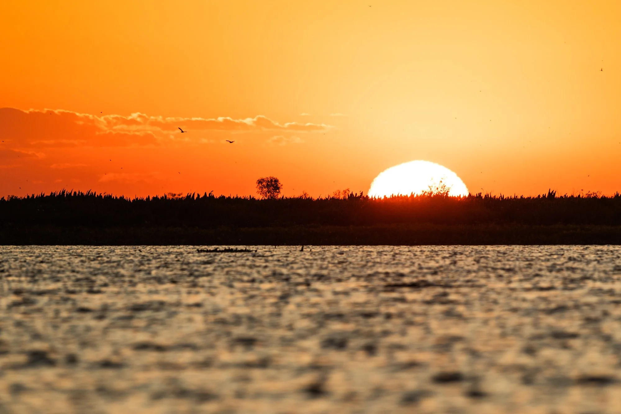 esteros del ibera best-13.jpg